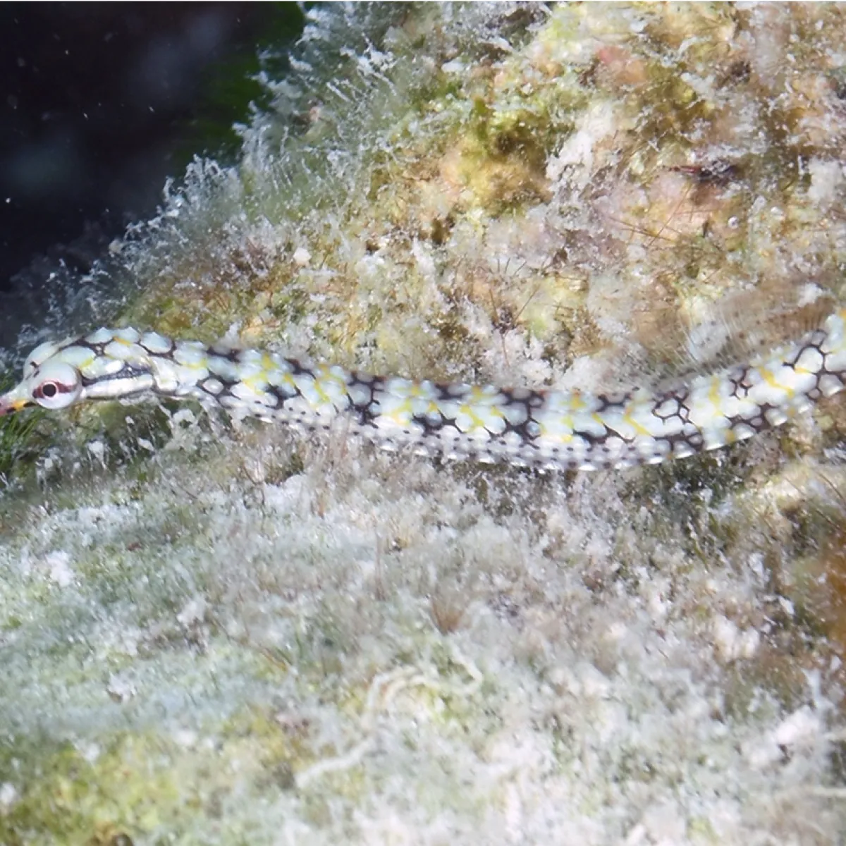 Le syngnathe vit dans les lagons peu profonds.