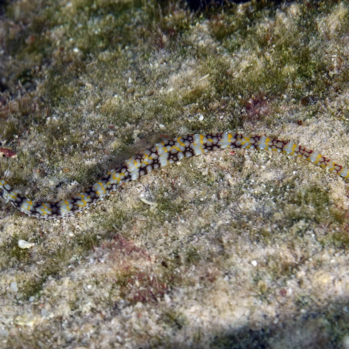 Il se nourrit la journée de zooplancton.