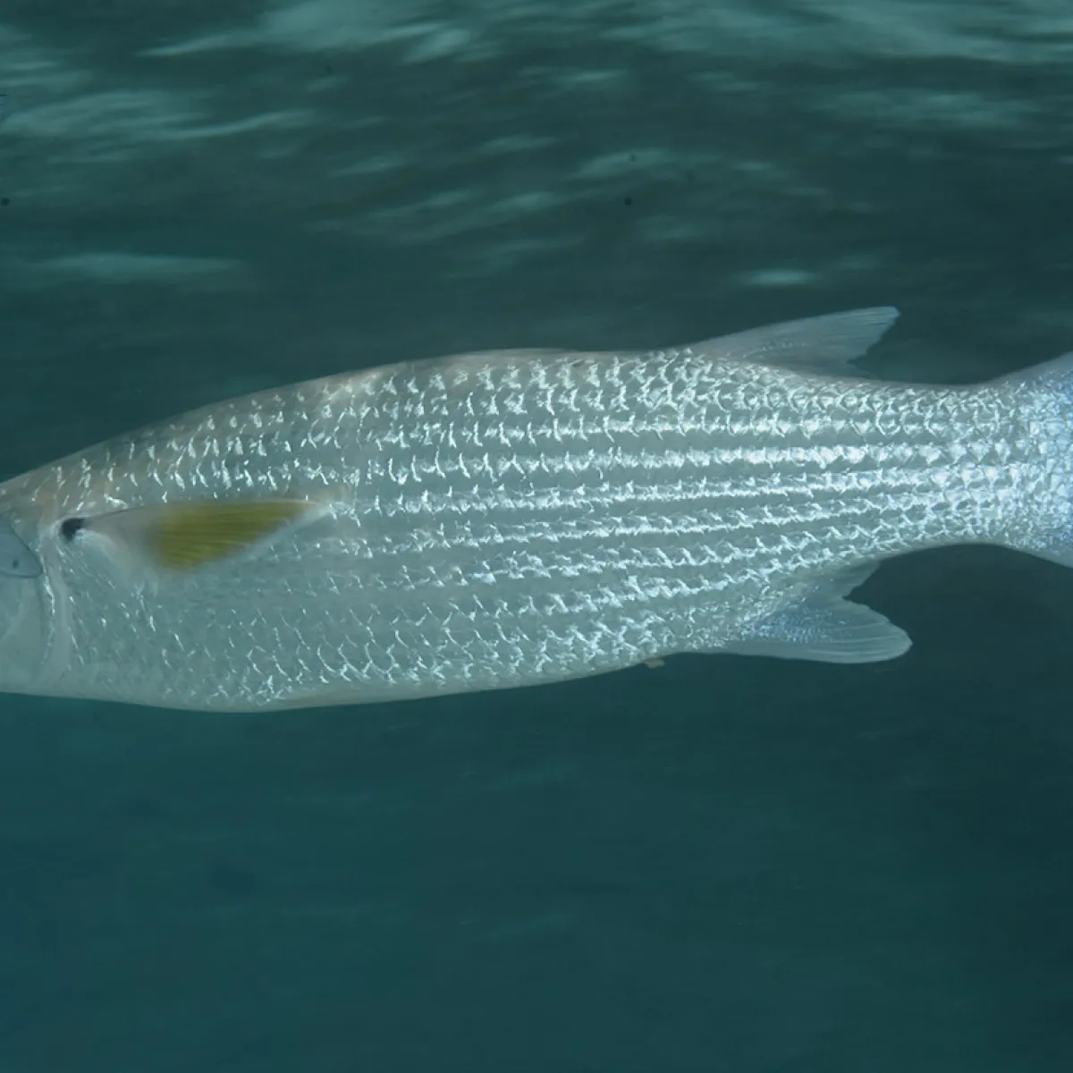 Tehu is recognizable thanks to its silver body and olive green back along with pectoral fins that are yellow with black base and its forked tail.