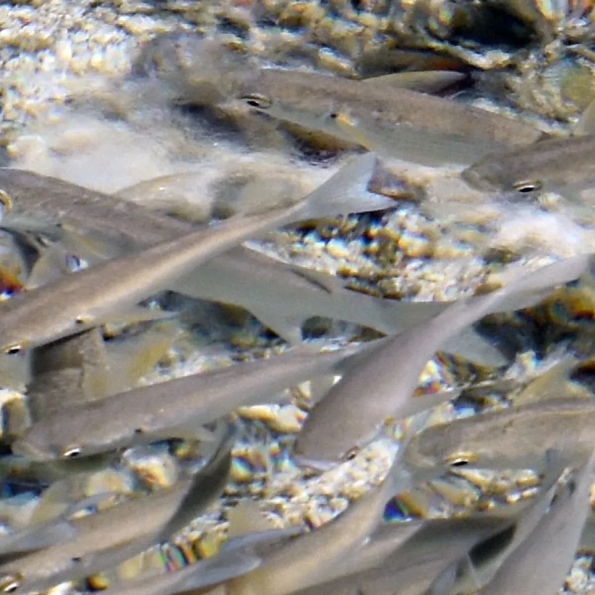 They often form schools and eat phytoplankton, algae, organic detritus, small worms, and sometimes crustaceans.