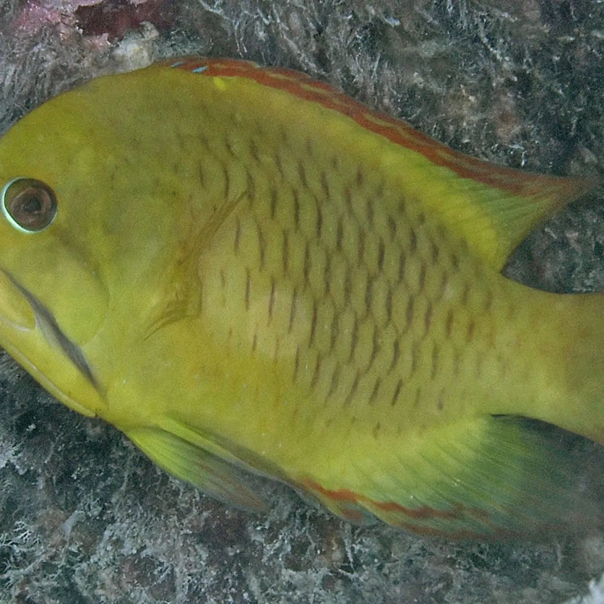 On rencontre ce poisson sur les pentes externes, mais aussi dans les eaux calmes et claires des lagons.