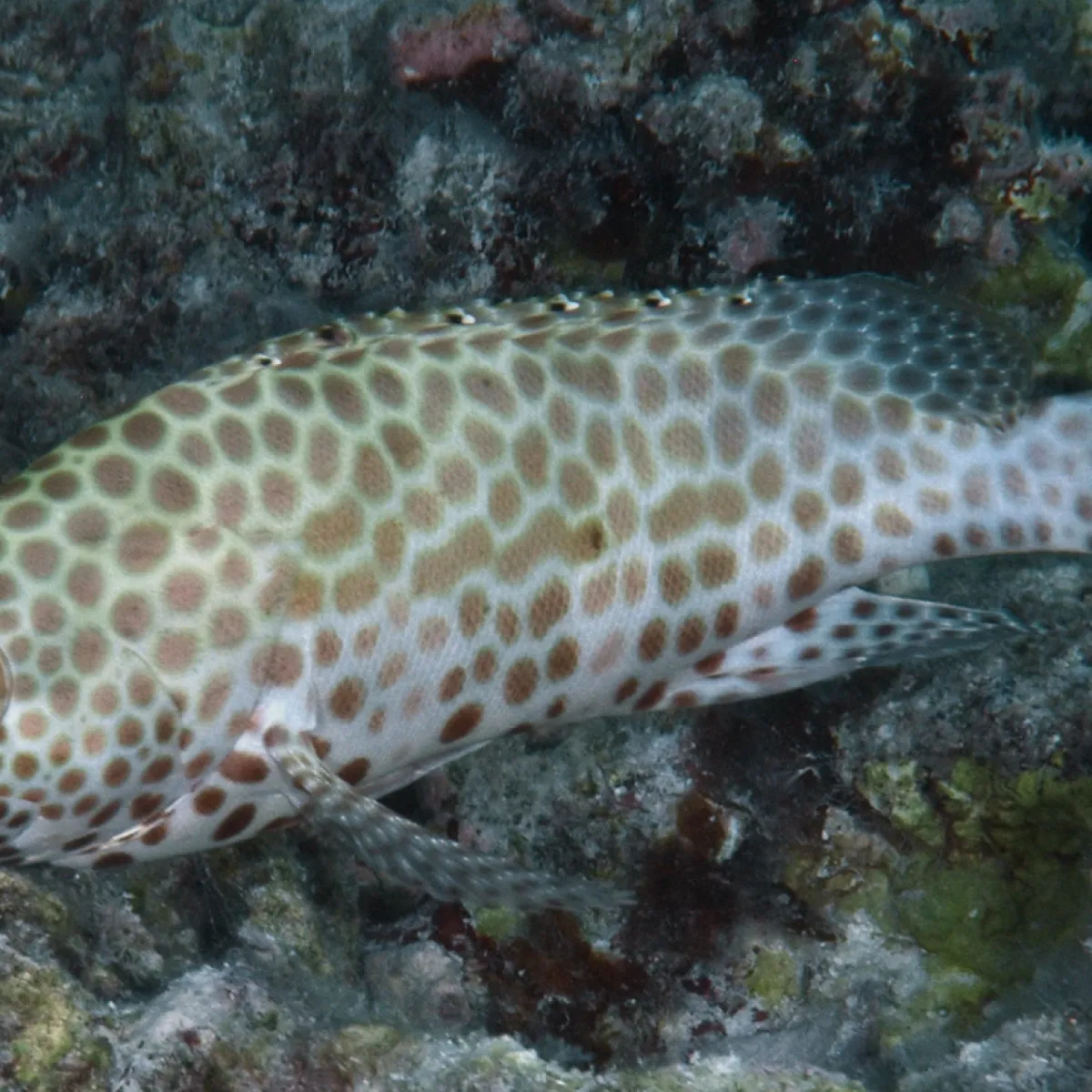 Photo: John Hoover Cette loche est reconnaissable à son corps clair tacheté d’hexagones bruns.