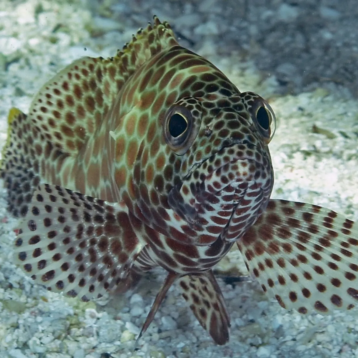 Photo: John Hoover Il se nourrit de crustacés et poissons.