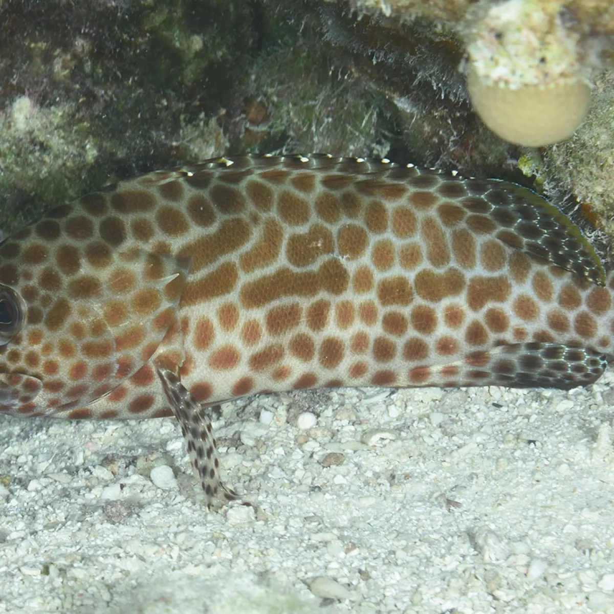 Photo: John Hoover Elle est souvent caché sous un massif corallien.