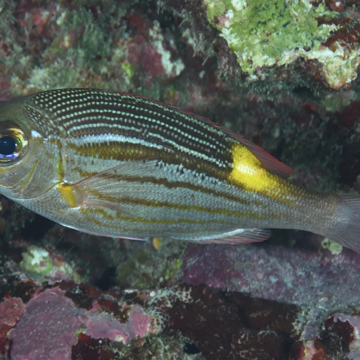 Cette perche vit dans les zones récifales, dans le lagon ou à l’extérieur.