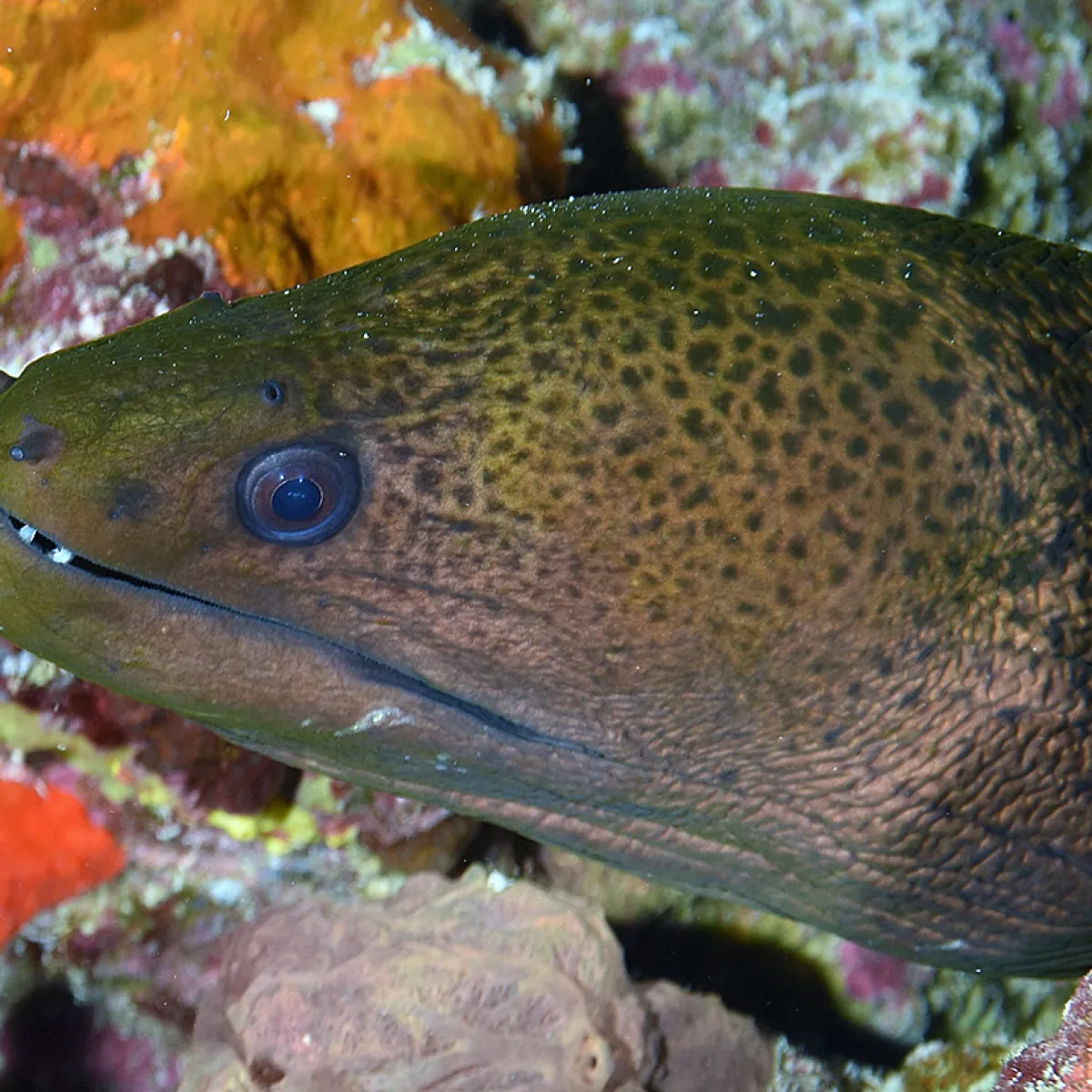 This moray eel is one of the most massive eels in Polynesia.
