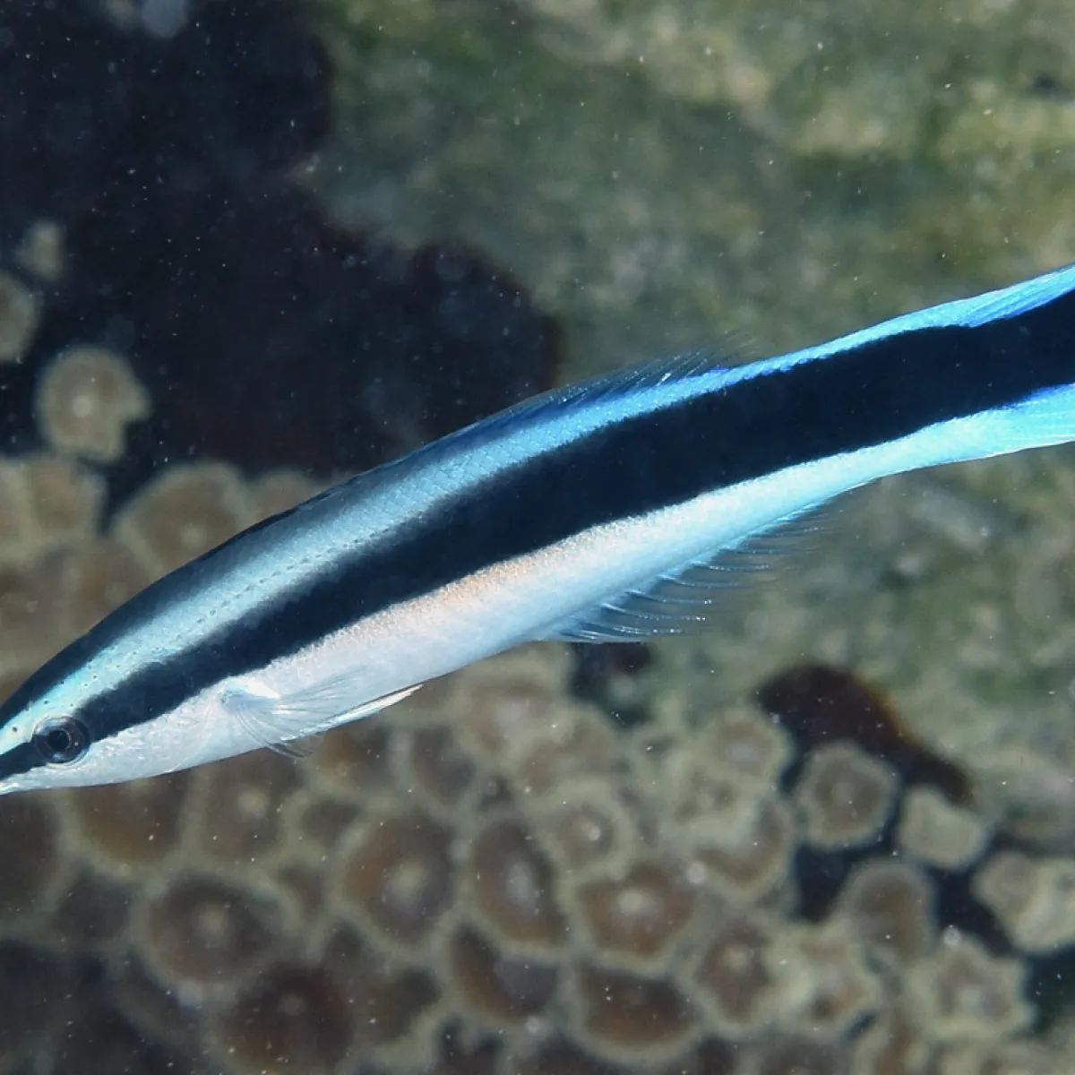 This specie of cleaner wrasse is the most common in French Polynesia.