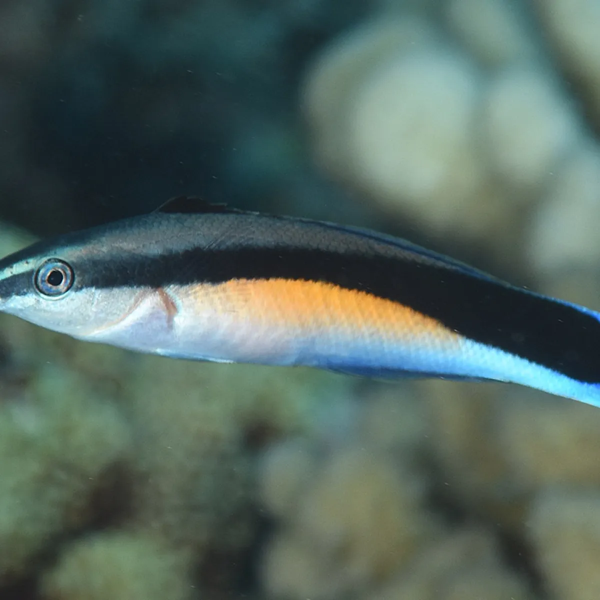 We can find it in corellian zones between 3 and 130 feet deep.