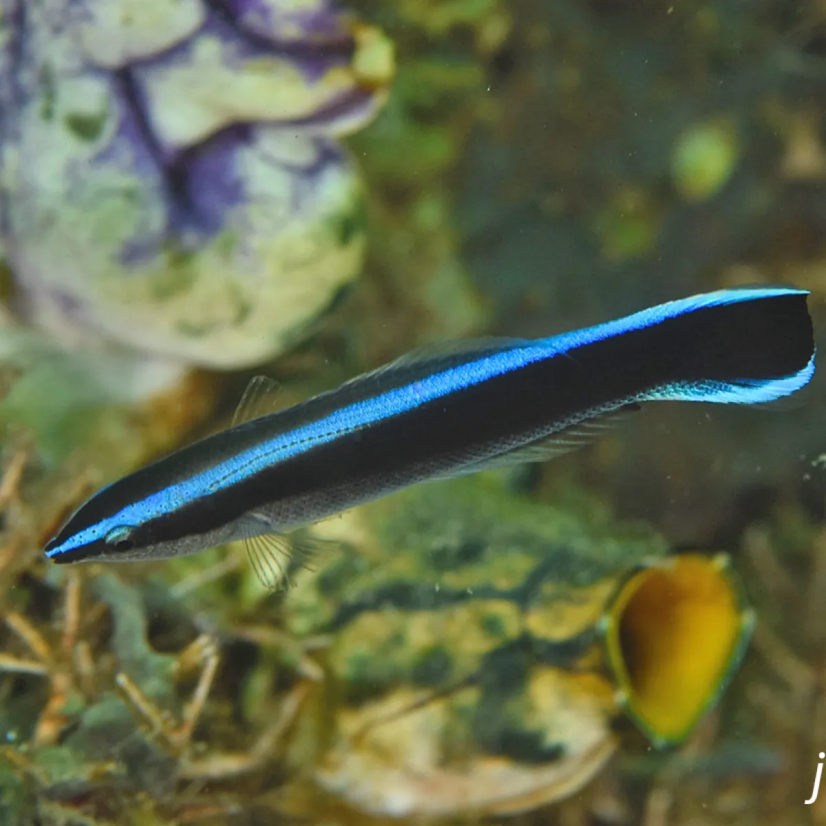 It has a white body and a black band on top with a blue streak in the middle of its back that extends from its head to its tail.