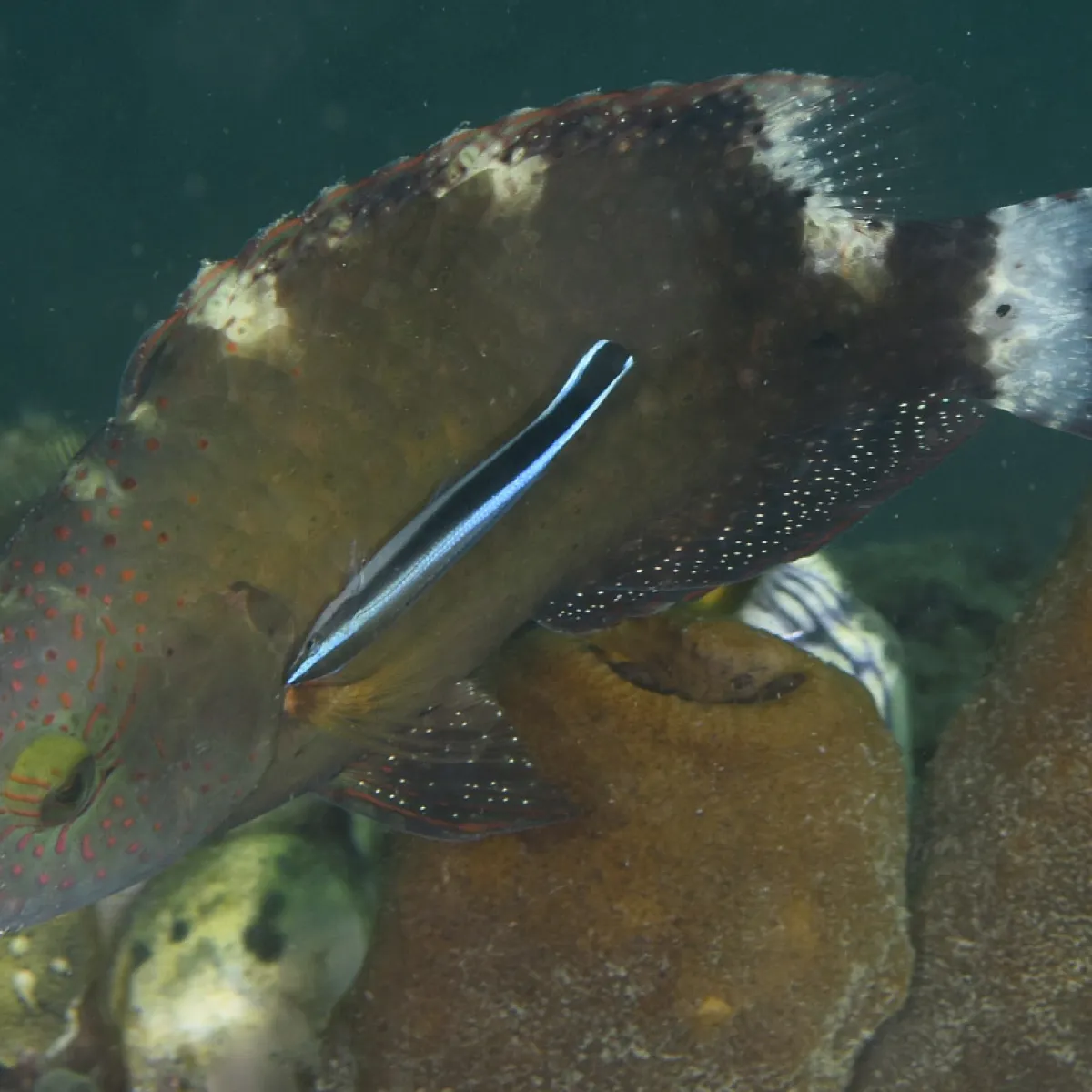 It eats minuscule, parasite crustaceans that are found in other fish, hence its name “cleaner”.