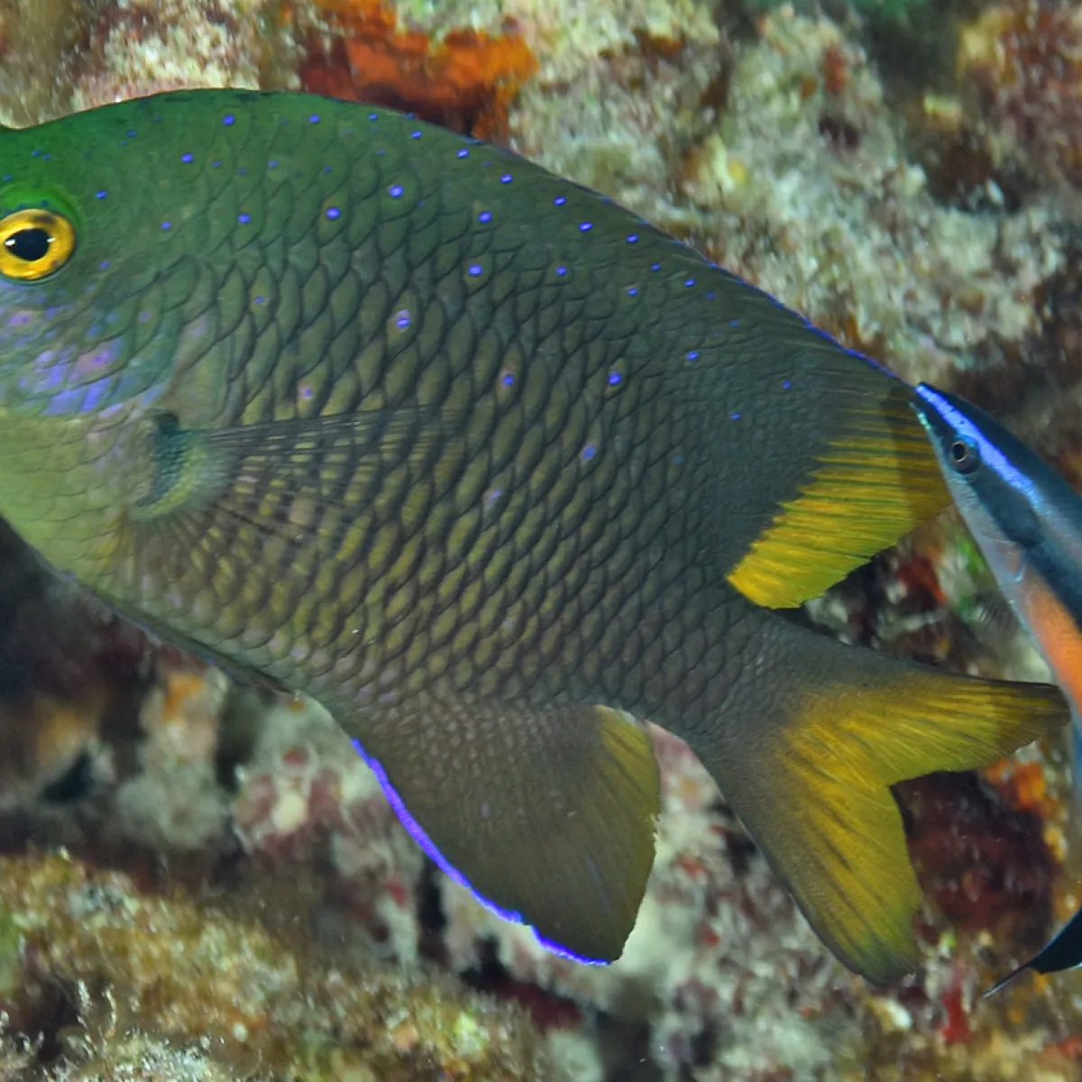 Fish present themselves at cleaning “stations” to benefit from the cleaning.