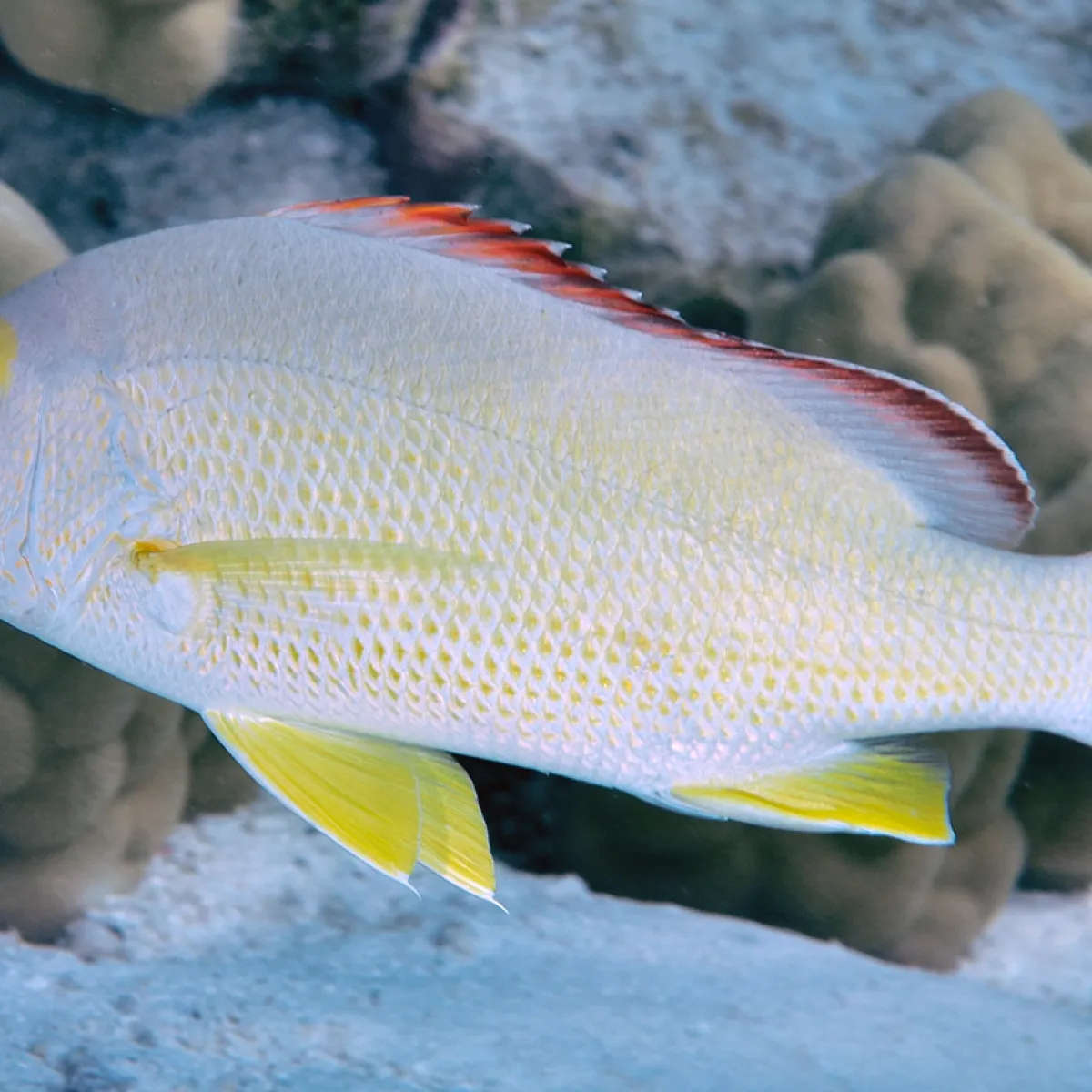 Photo: John Hoover It is more active at night, but will not hesitate to hunt during the day if prey wanders too close.