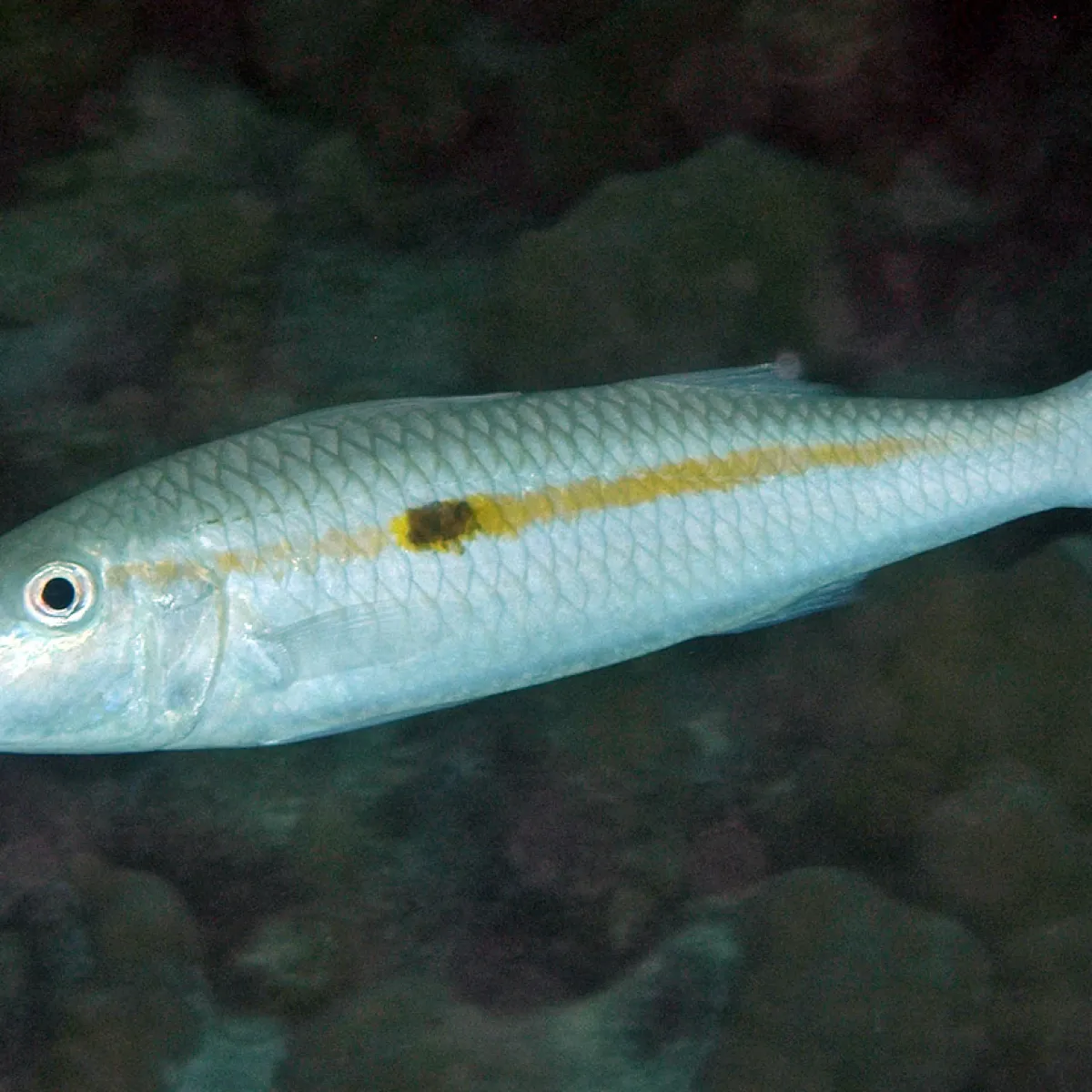 Il est plutôt inactif pendant la journée, mais la nuit tombée, il part à la recherche de nourriture.