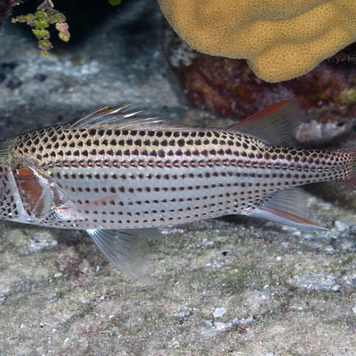 a small lagoon fish