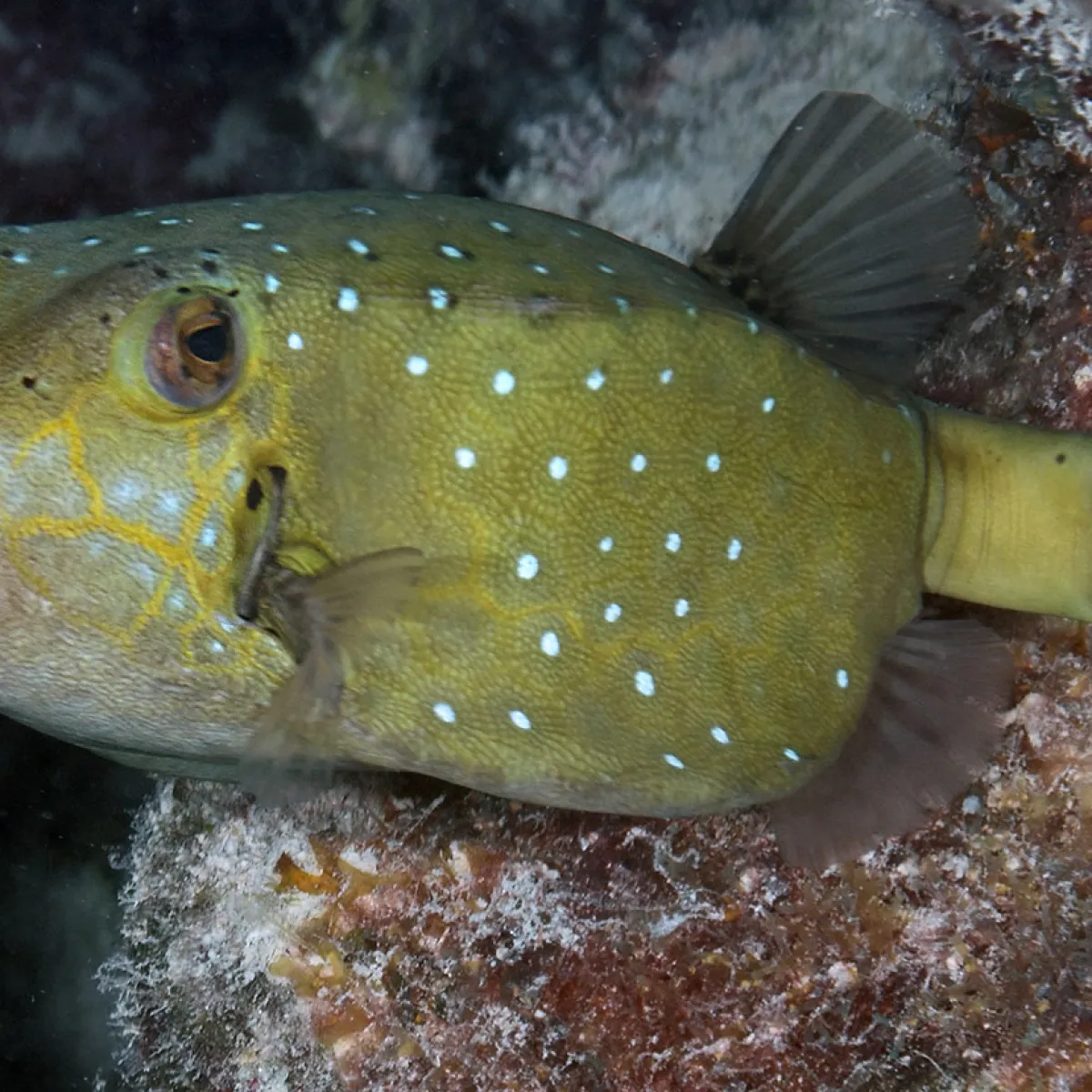 Ce poisson porte bien son nom car il ressemble effectivement à une petite boîte cubique.