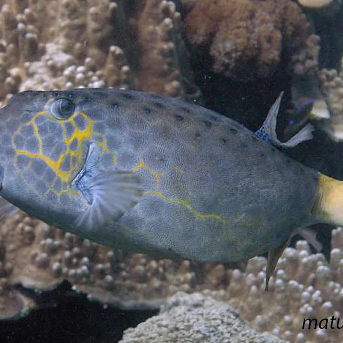 Sa couleur varie du jaune vif pour les juvéniles, au jaune pâle voir bleu pâle pour les adultes, toujours moucheté.