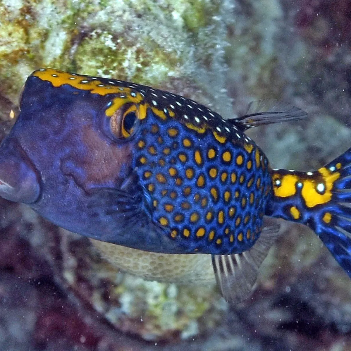 It mostly lives in cavities in the external slope. It is rarely in the lagoon but has been observed in Tetiaroa’s lagoon.