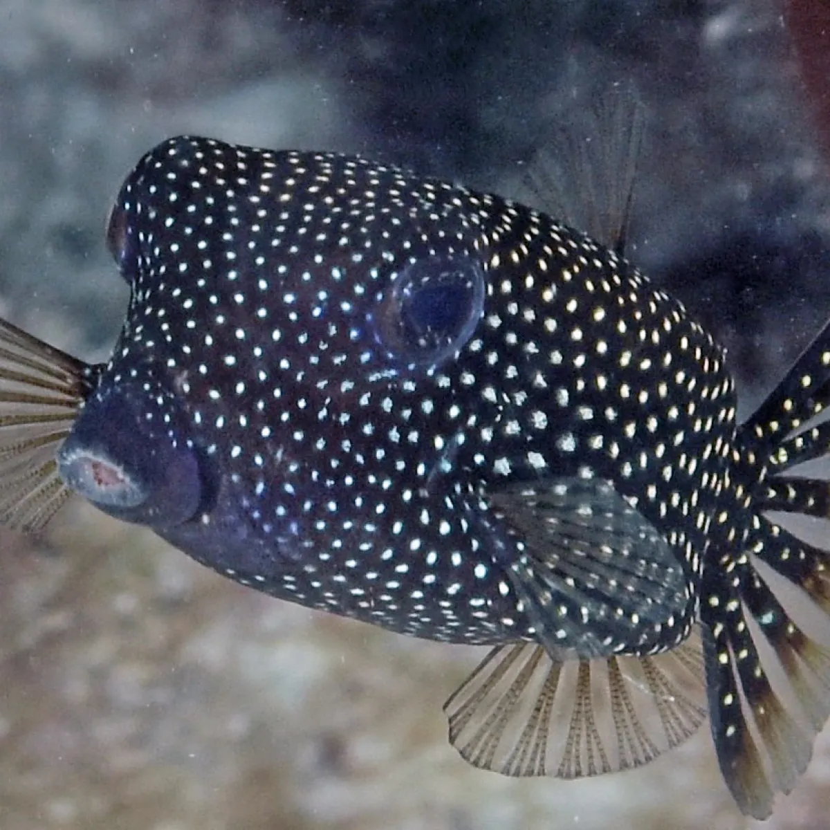 It mostly lives in cavities in the external slope.