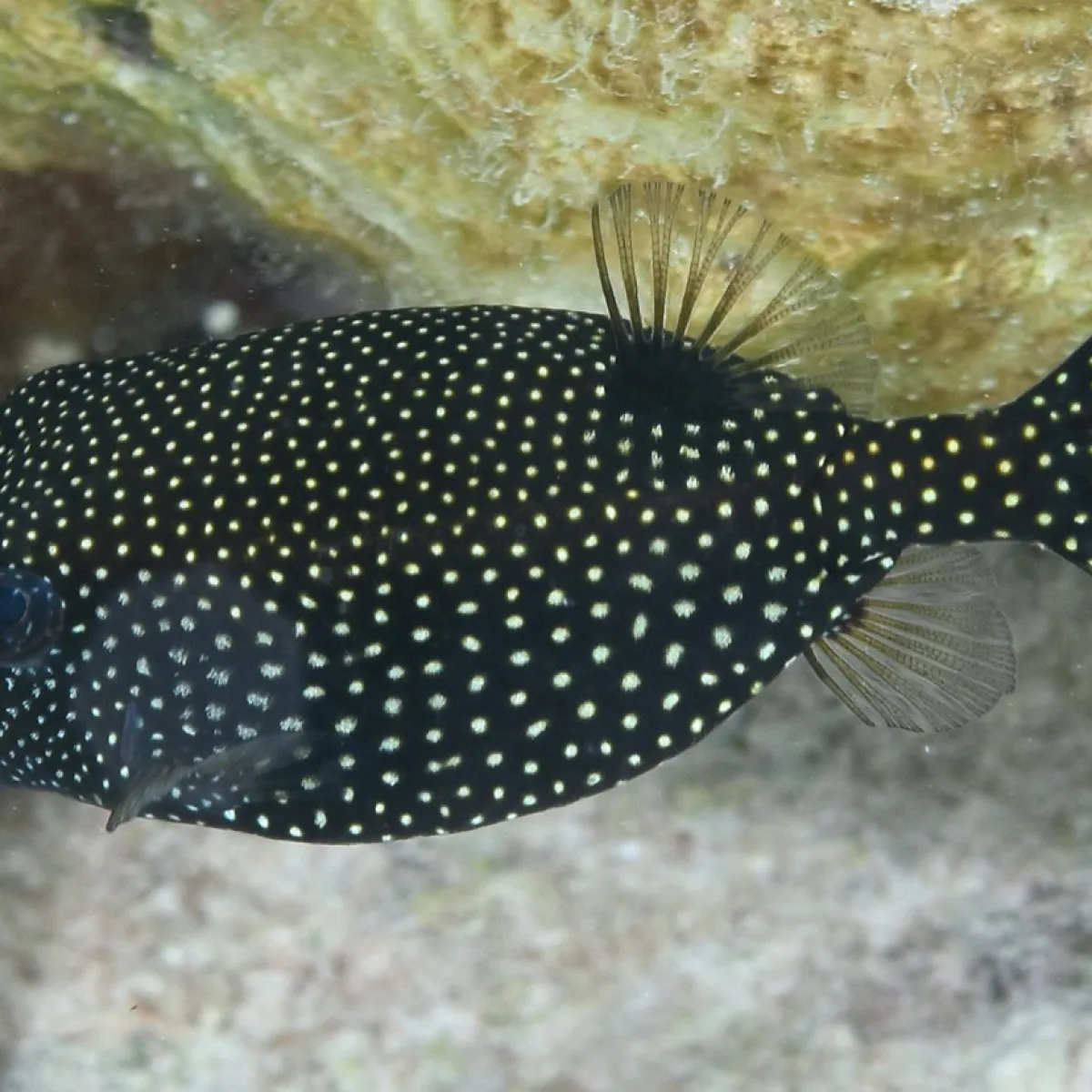 Moemoe eats a variety of algae and benthic invertebrates as well as crustacean larvae.