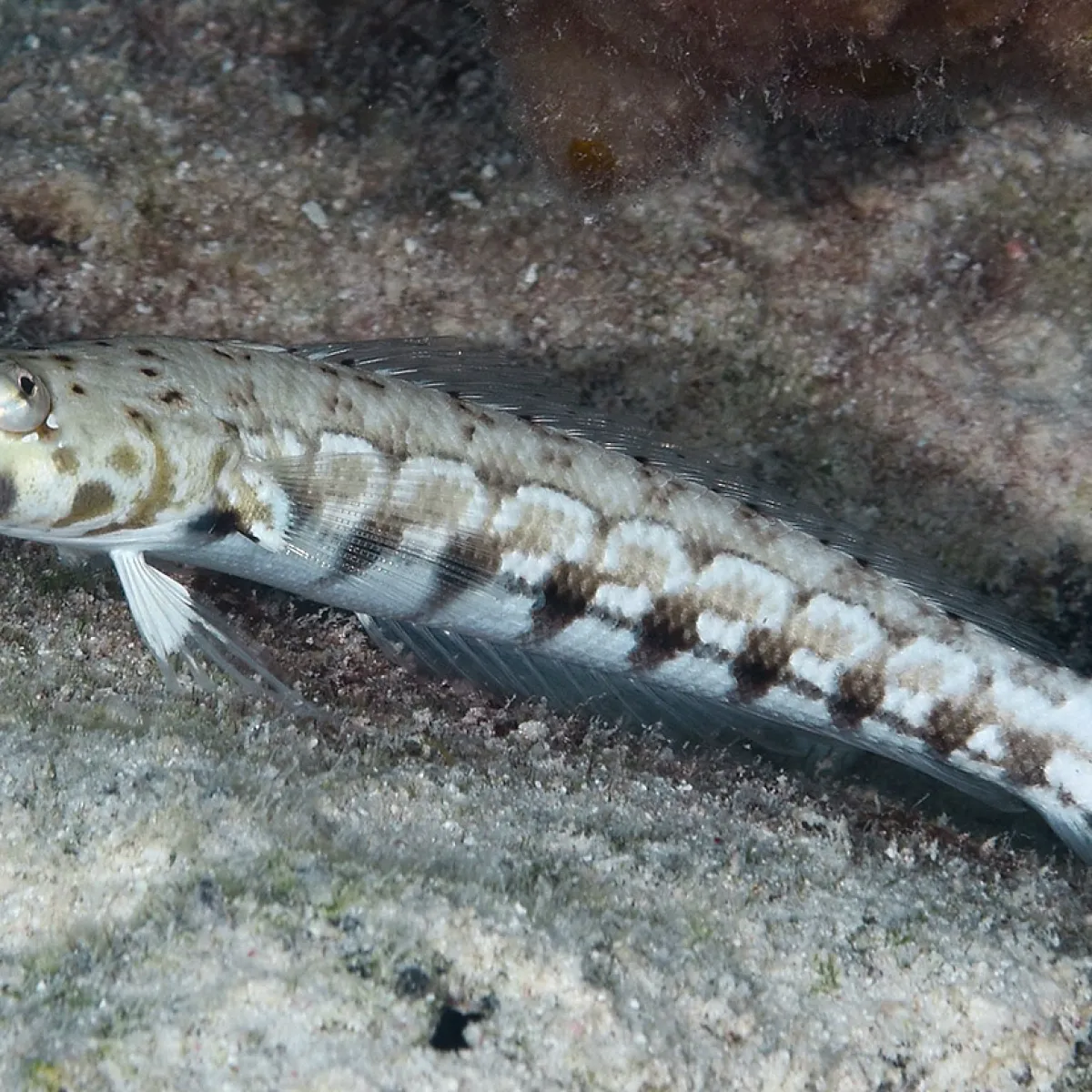 Cette perche défend son territoire avec fermeté et n’hésite pas à faire face à un intrus.