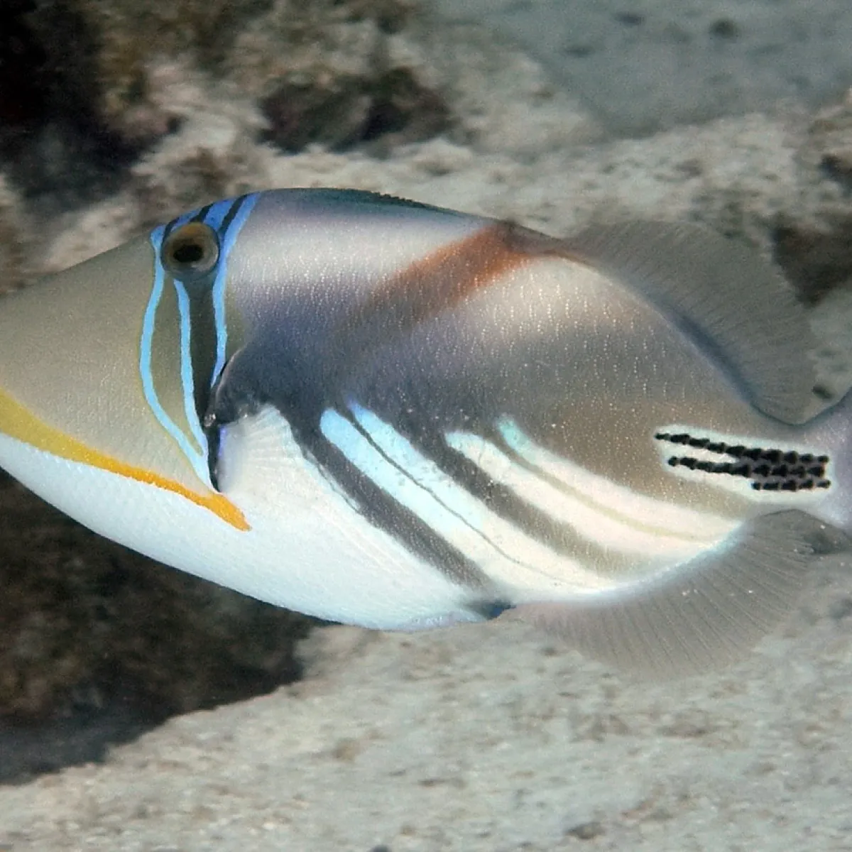Photo: John Hoover The white-banded triggerfish is an omnivore, tending more carnivore, and blows water into the sand to reveal its prey.