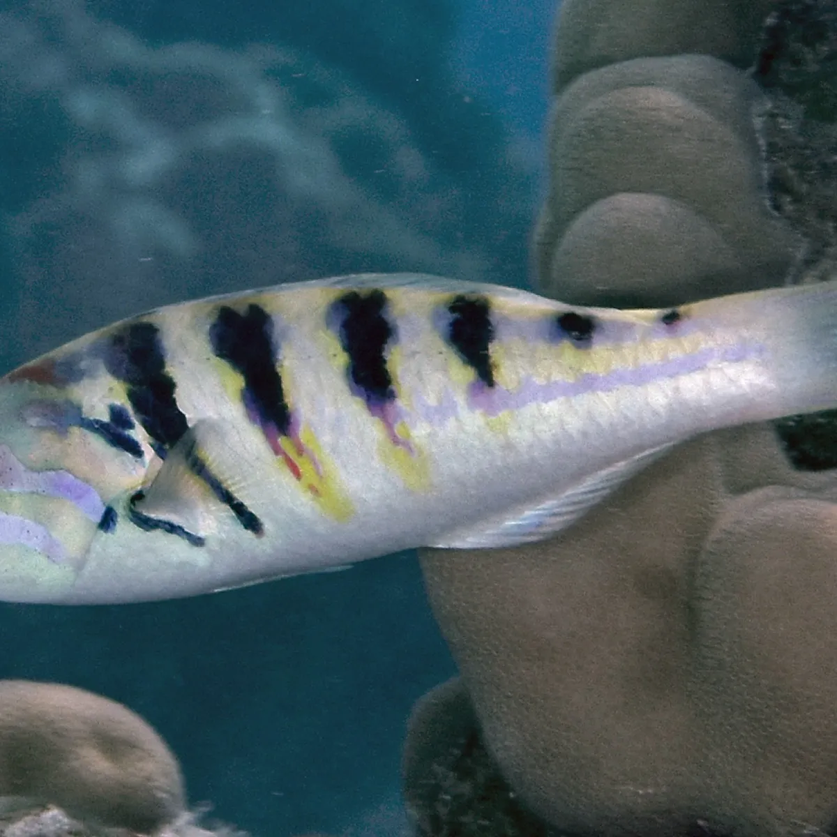 Po'ou often travels in schools.