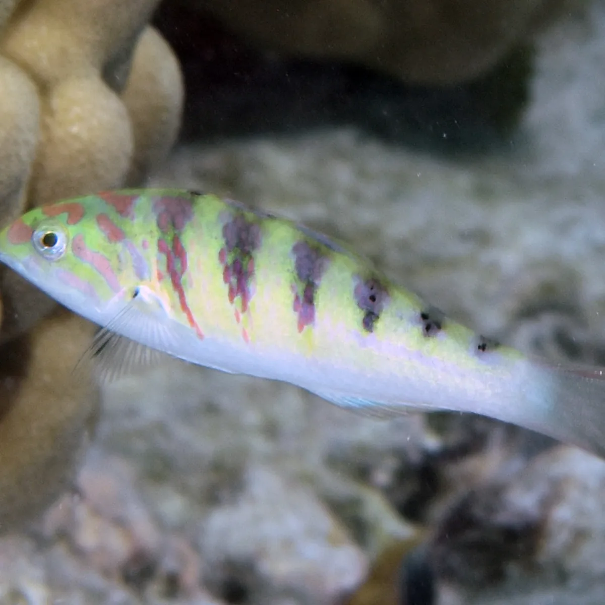 Its body is light colored with blue-green reflects, 6 vertical stripes on its top.