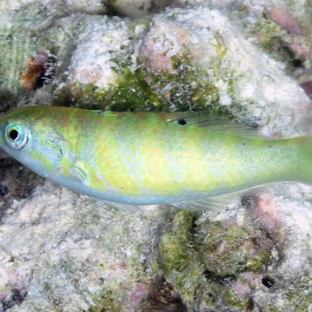 It eats small fish, benthic crustaceans, and the larvae of crustaceans.