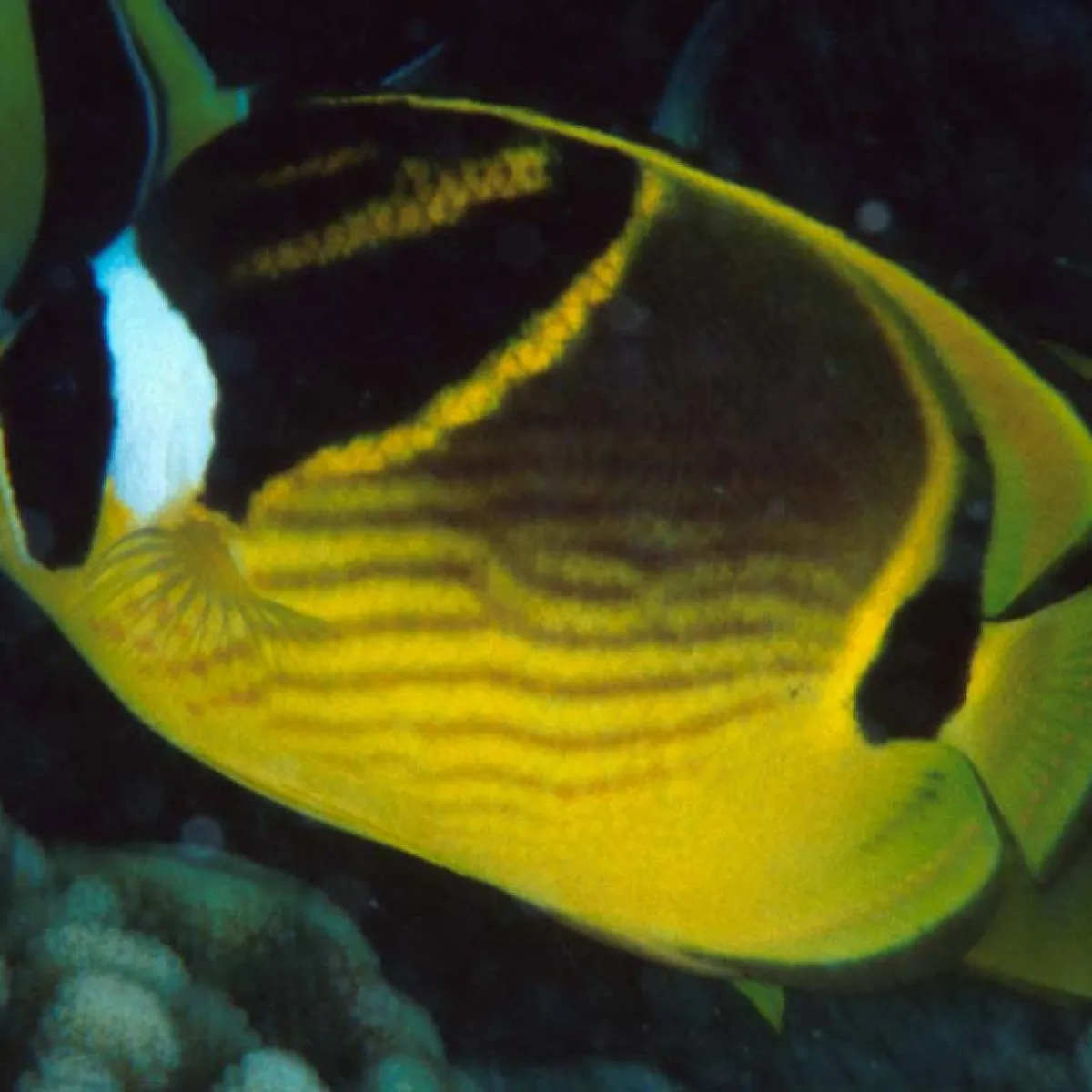 This butterflyfish is found alone or in couples and lives in the coral reefs.