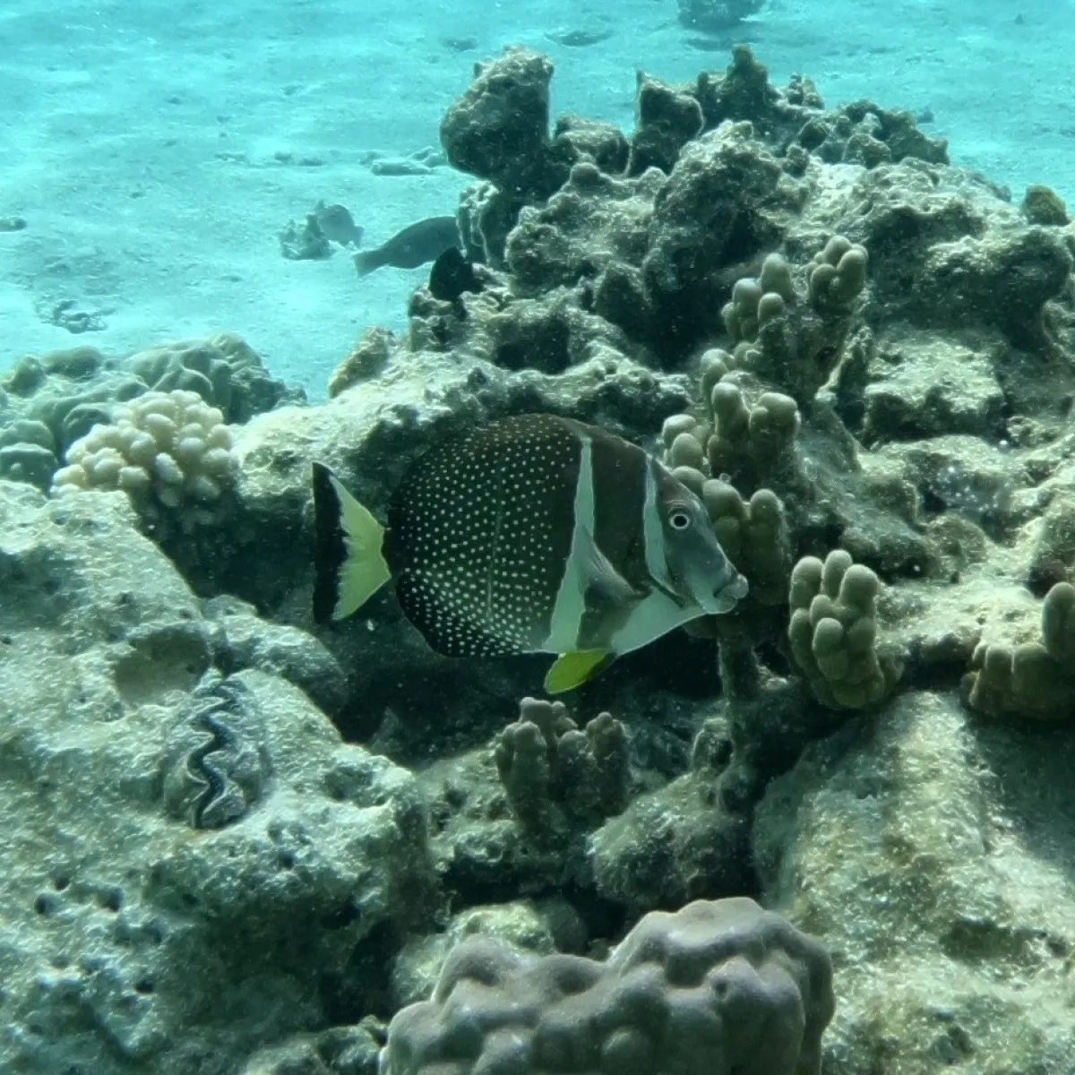 Api vit à proximité du récif-barrière.