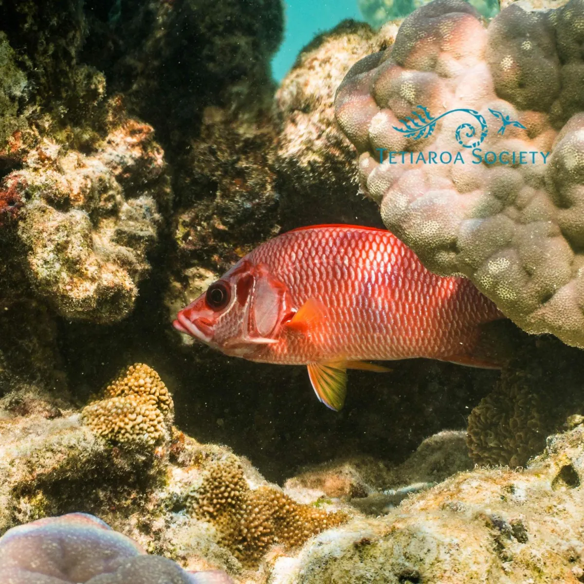 Photo: Tetiaroa Society Giant squirrelfish