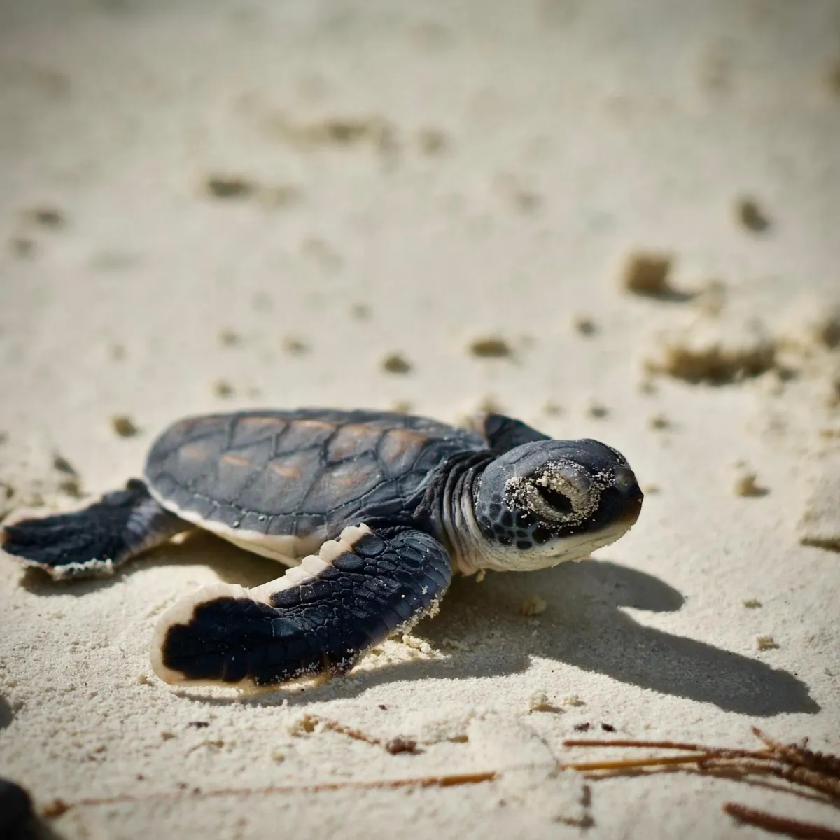 tortue verte juvénile