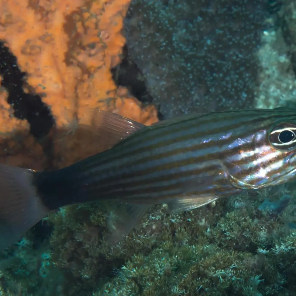 Photo: Rickard Zerpe It eats small fish, worms, and invertebrates.