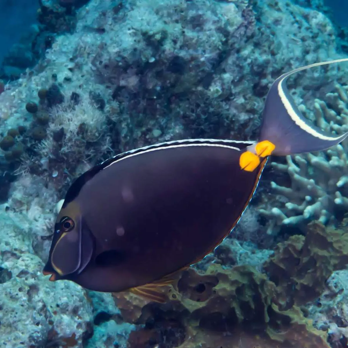 Photo: Rickard Zerpe Le nason à éperons oranges tient son nom de la couleur orangée qui souligne ses scalpels à la base de sa queue.