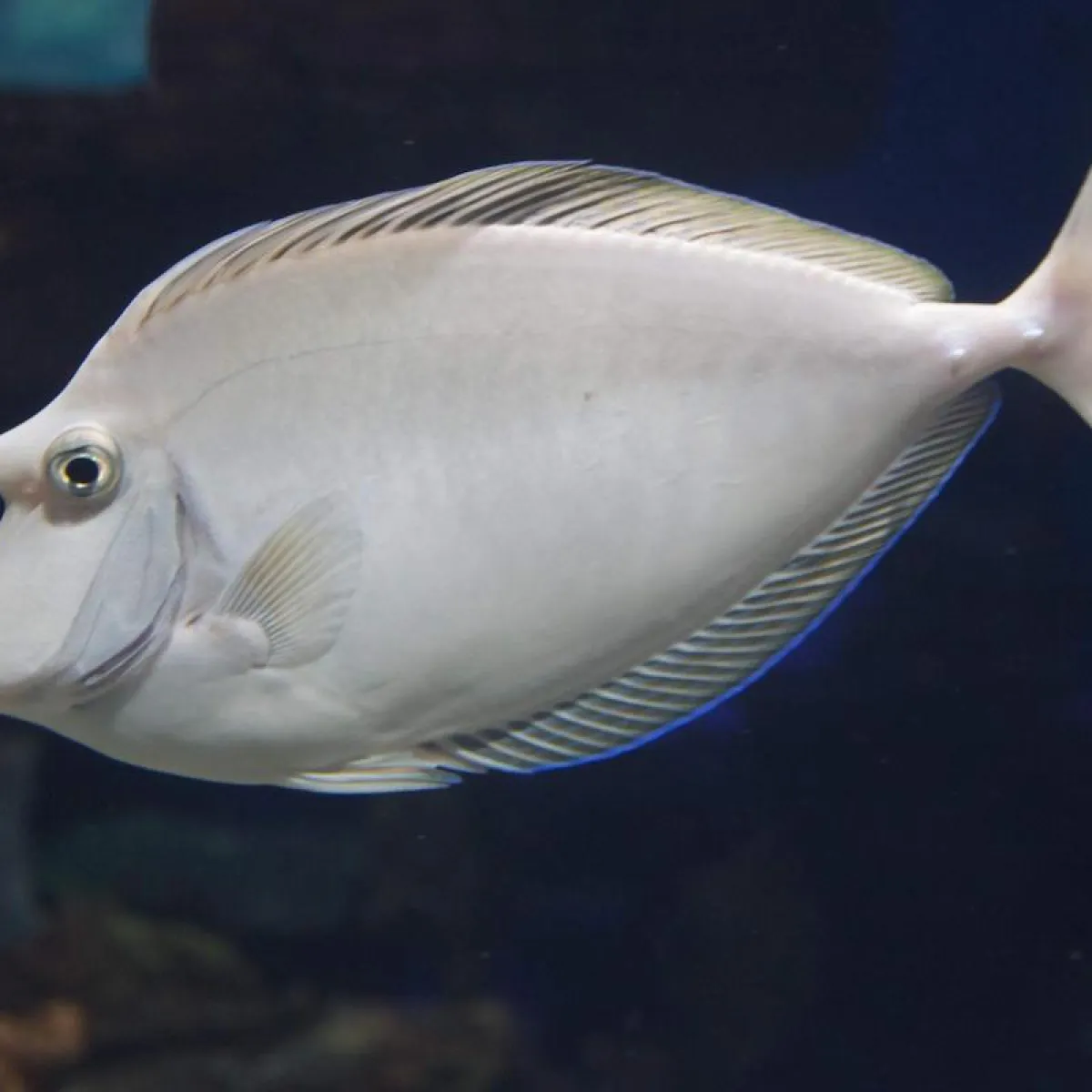 Adults have a truncated tail  with two filaments at the ends.