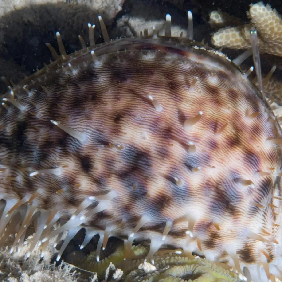 Porcelaine tigrée est une grande coquille blanche tachetée de noir ou de brun, son manteau noir et blanc pouvant recouvrir entièrement la coquille.