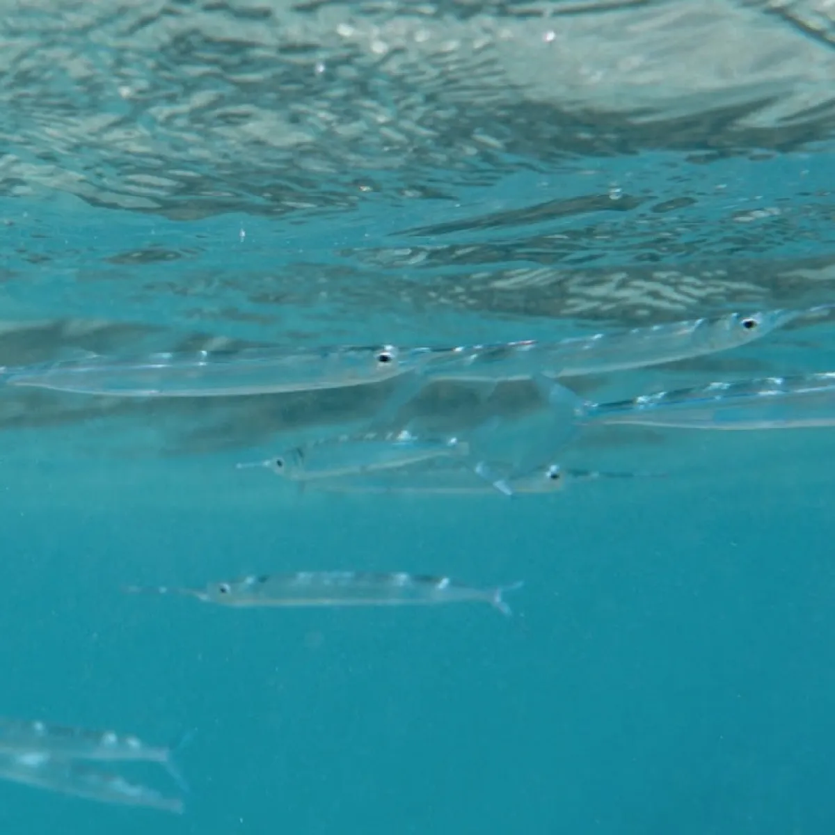 Photo: Tetiaroa Society Il se déplace parfois en banc, toujours au raz de la surface.