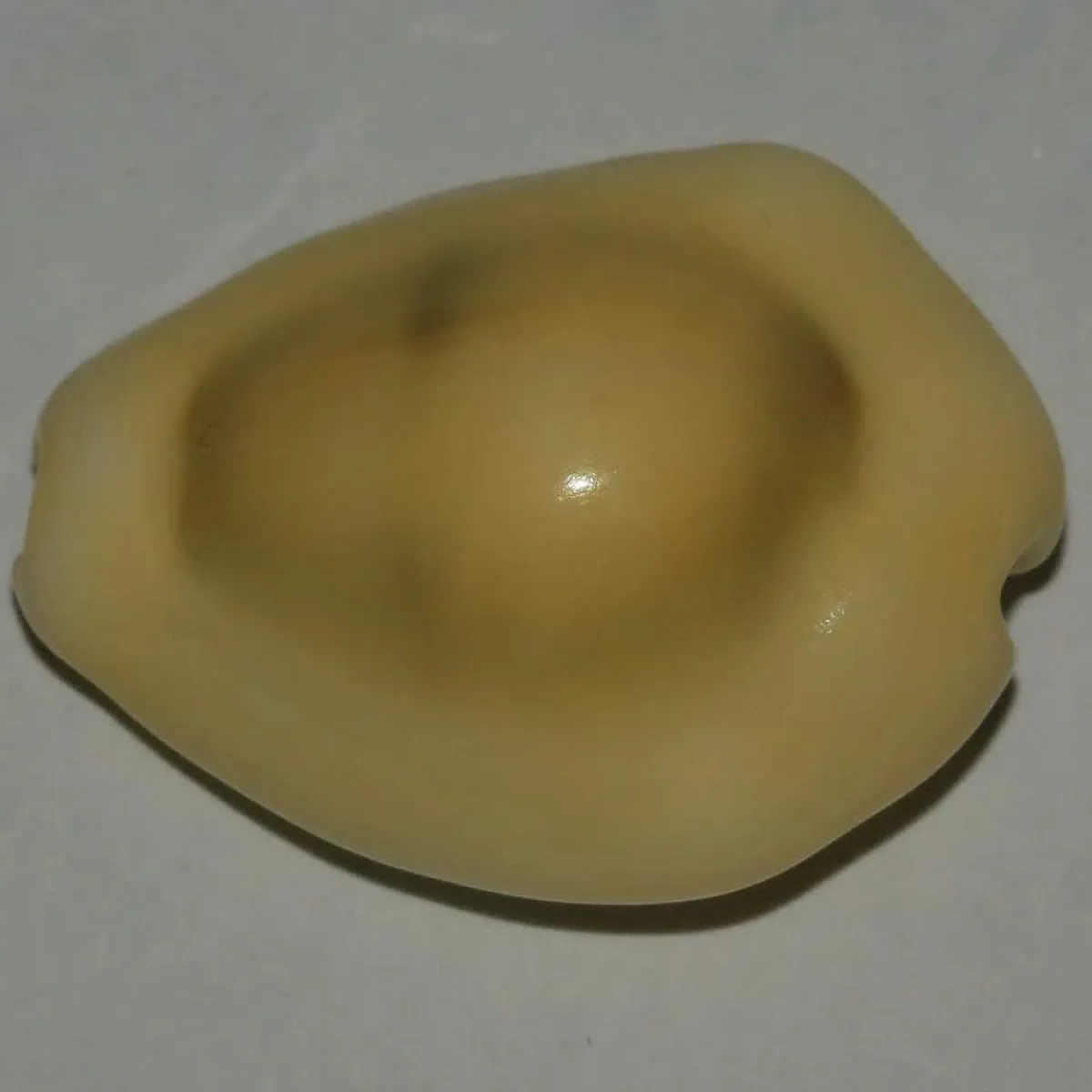 Ces coquilles étaient autrefois utilisées à la place de l'argent.