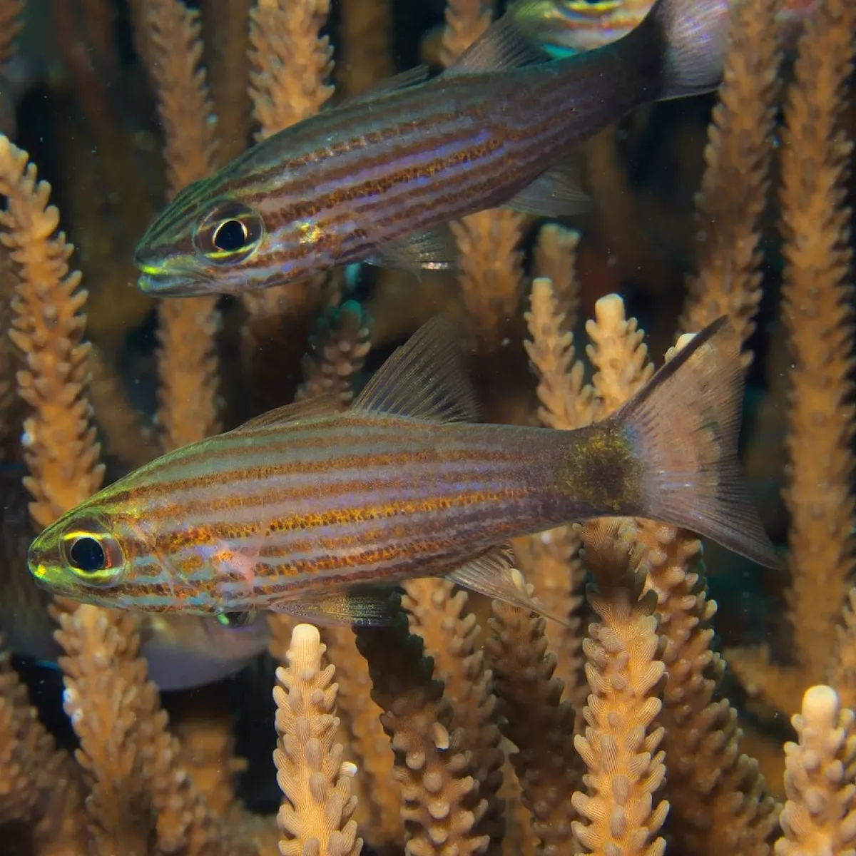 Photo: Klaus Stiefel It lives in clear and calm water in sheltered reefs and lagoons.