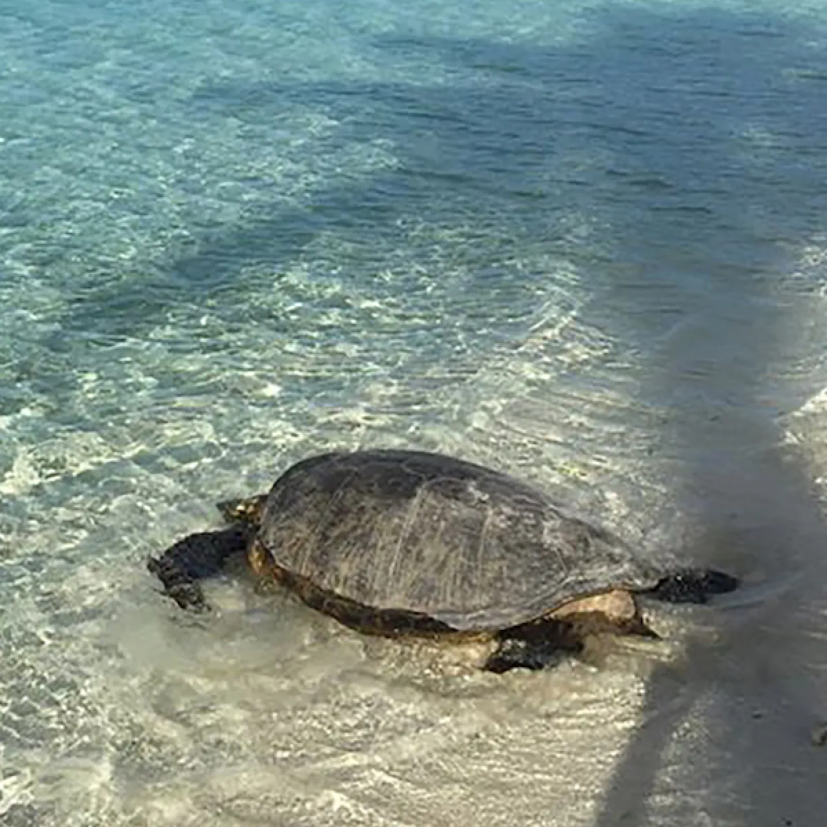 turtle on the beach on Tetiaroa atoll