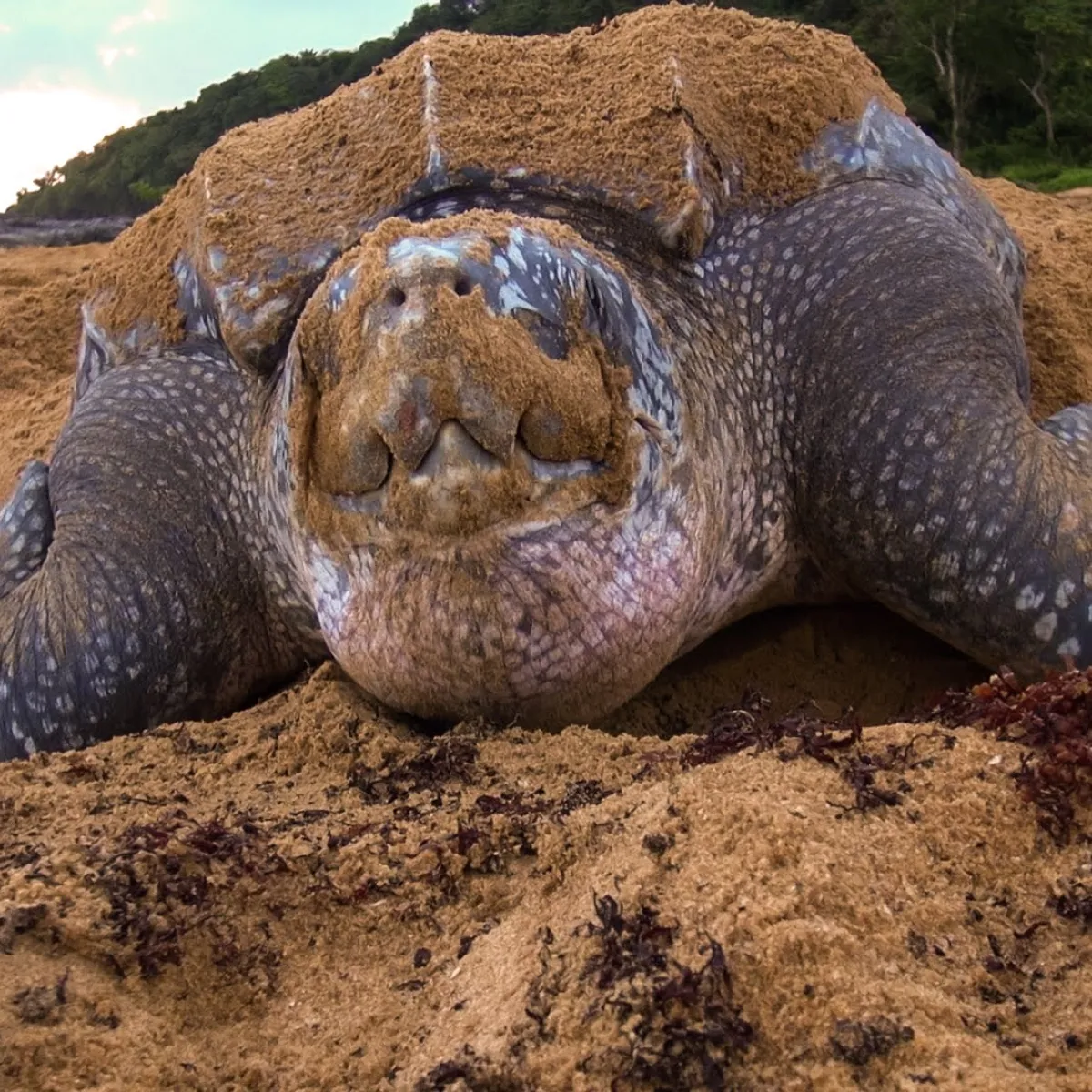 Male and females go back to their birth site and mate offshore, and go on land only to lay eggs.