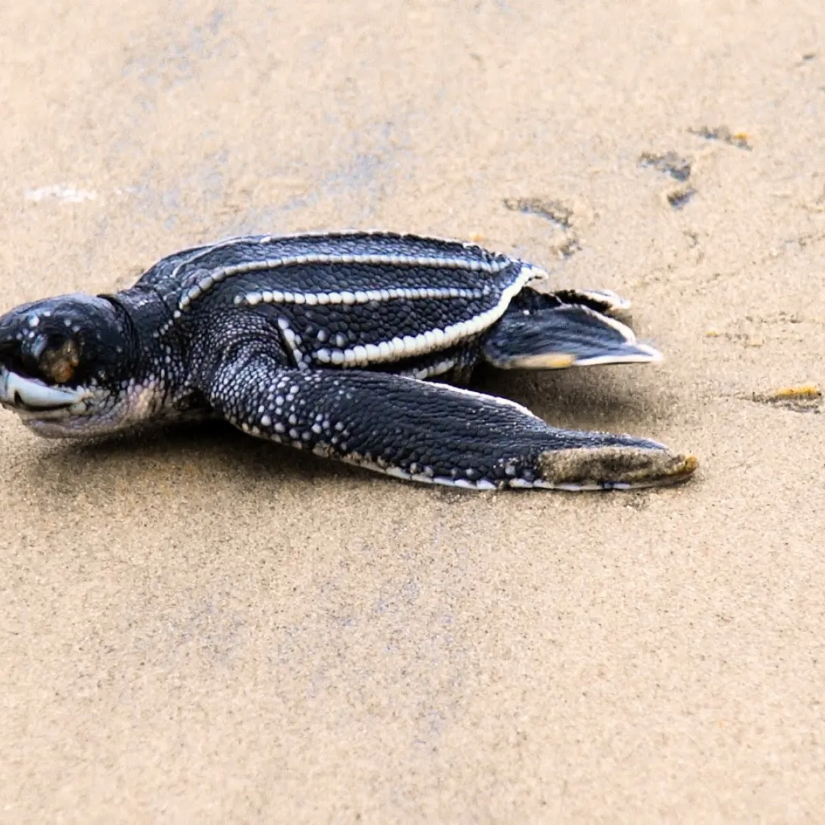Juvenile leatherback turtle
