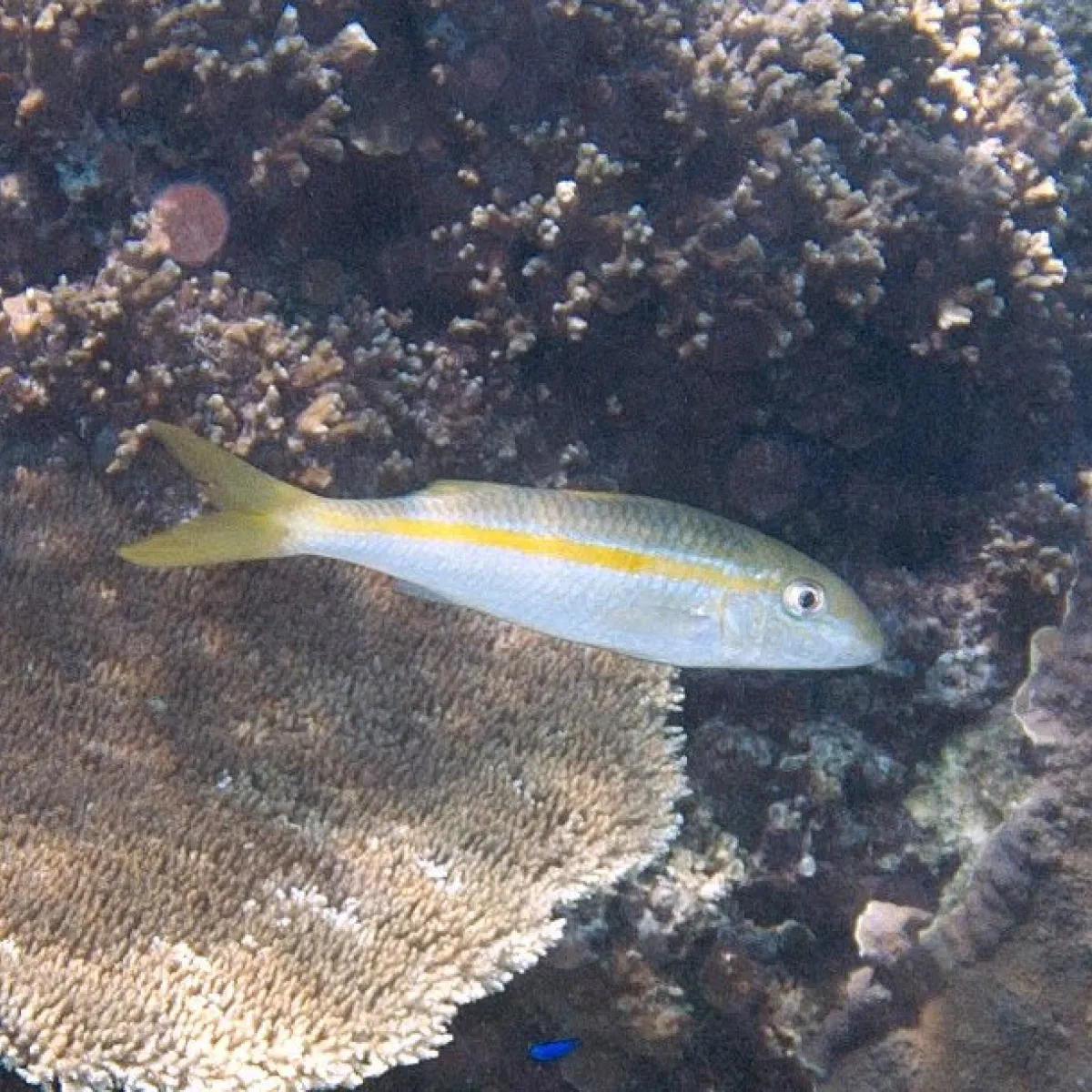 Il mange des petits vers et des crustacés qu’il cherche la nuit, solitaire, en arpentant les fonds.