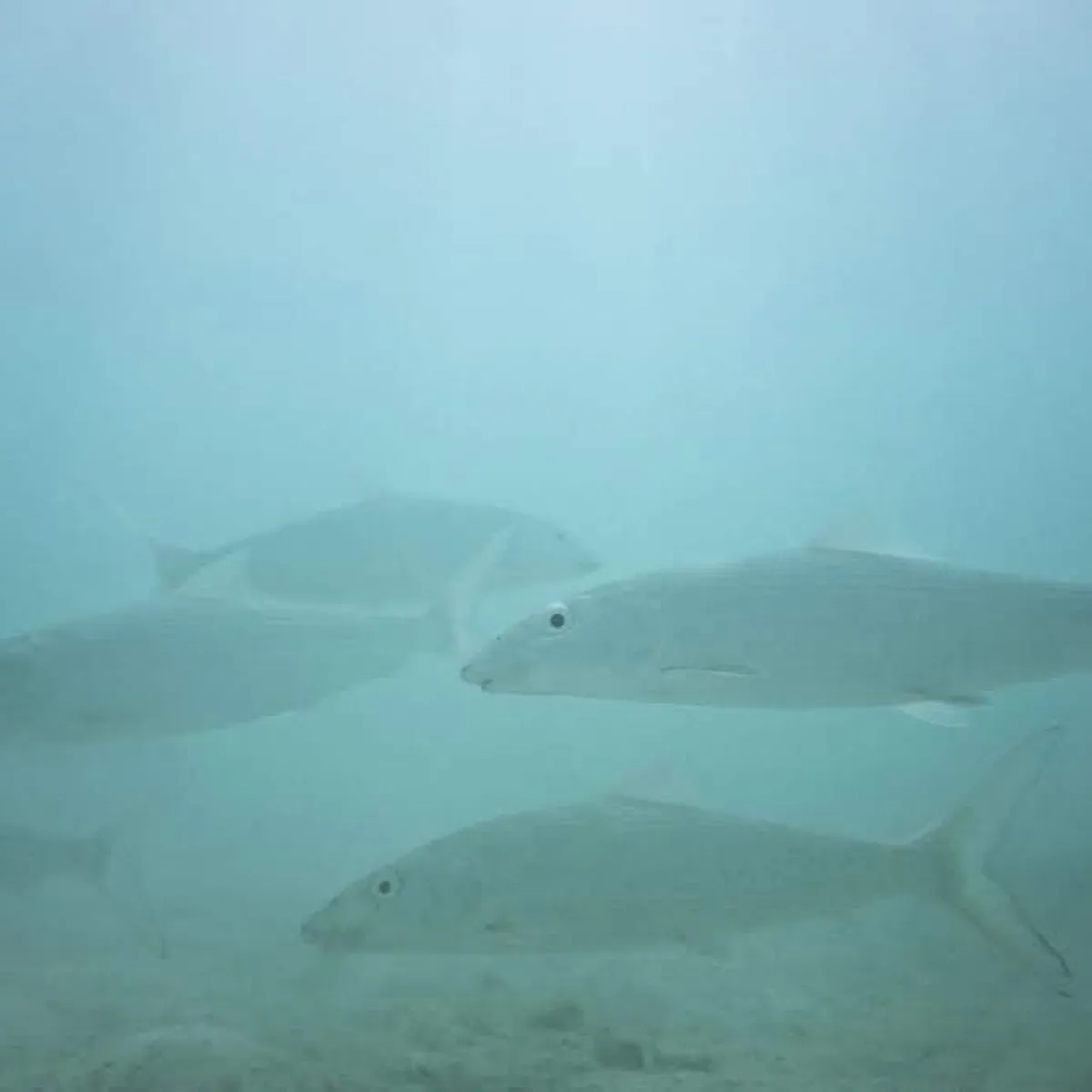 They eat benthic invertebrates, molluscs, and small crustaceans.