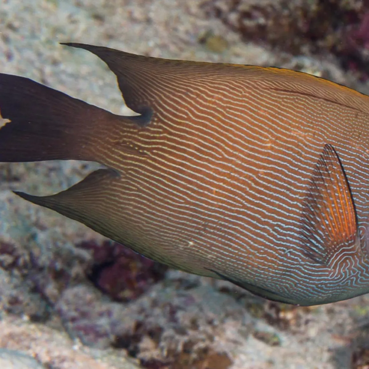 Poisson chirurgien strié