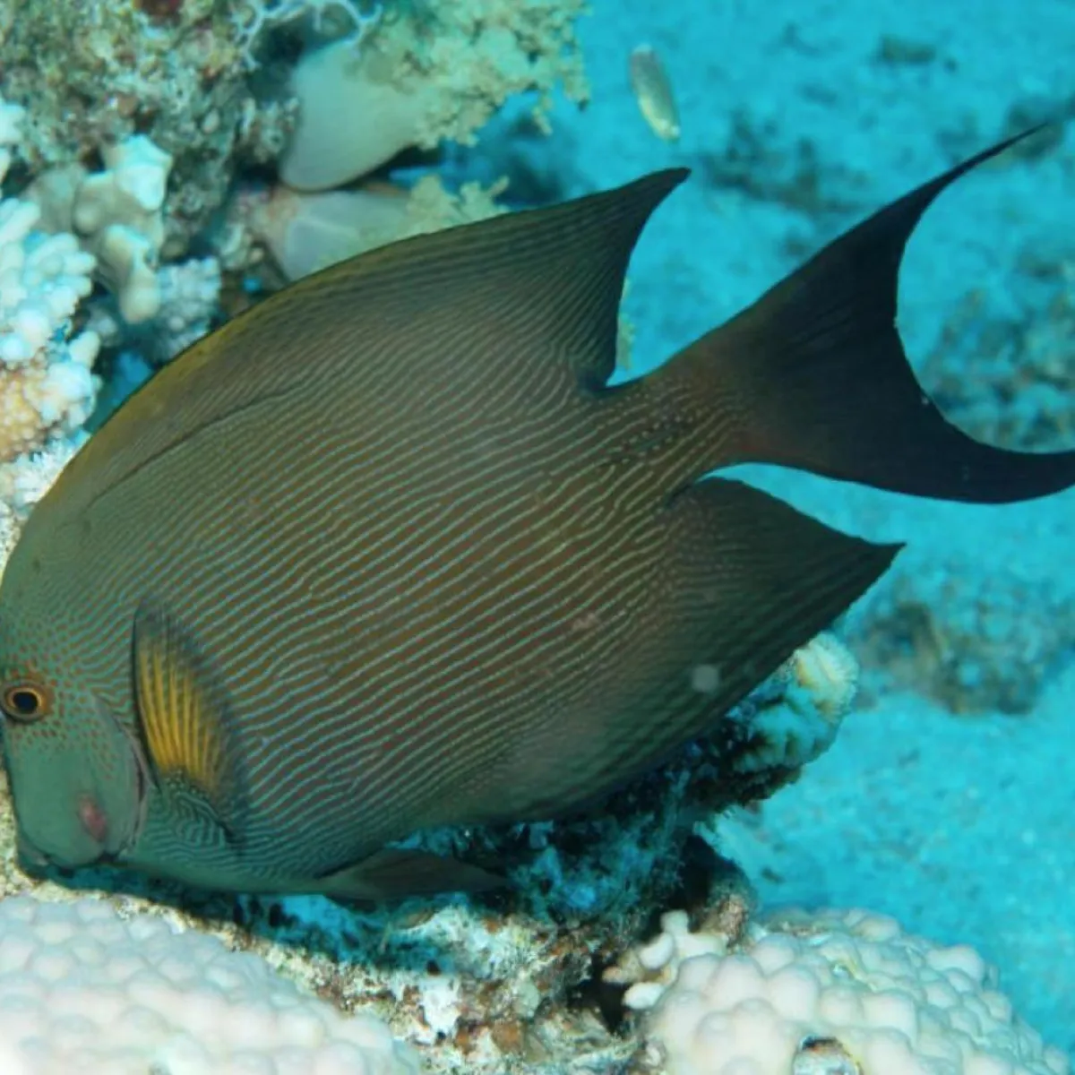 Poisson chirurgien strié qui se nourrit d'algues sur le corail