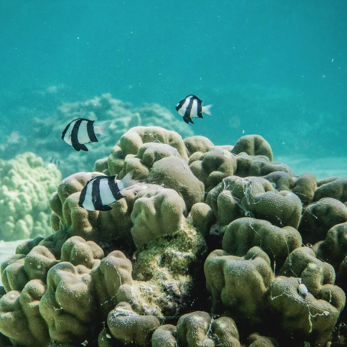 Demoiselle à trois bandes