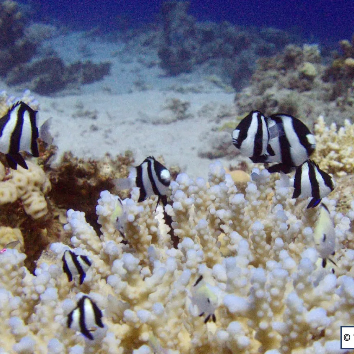 Demoiselle à trois bandes