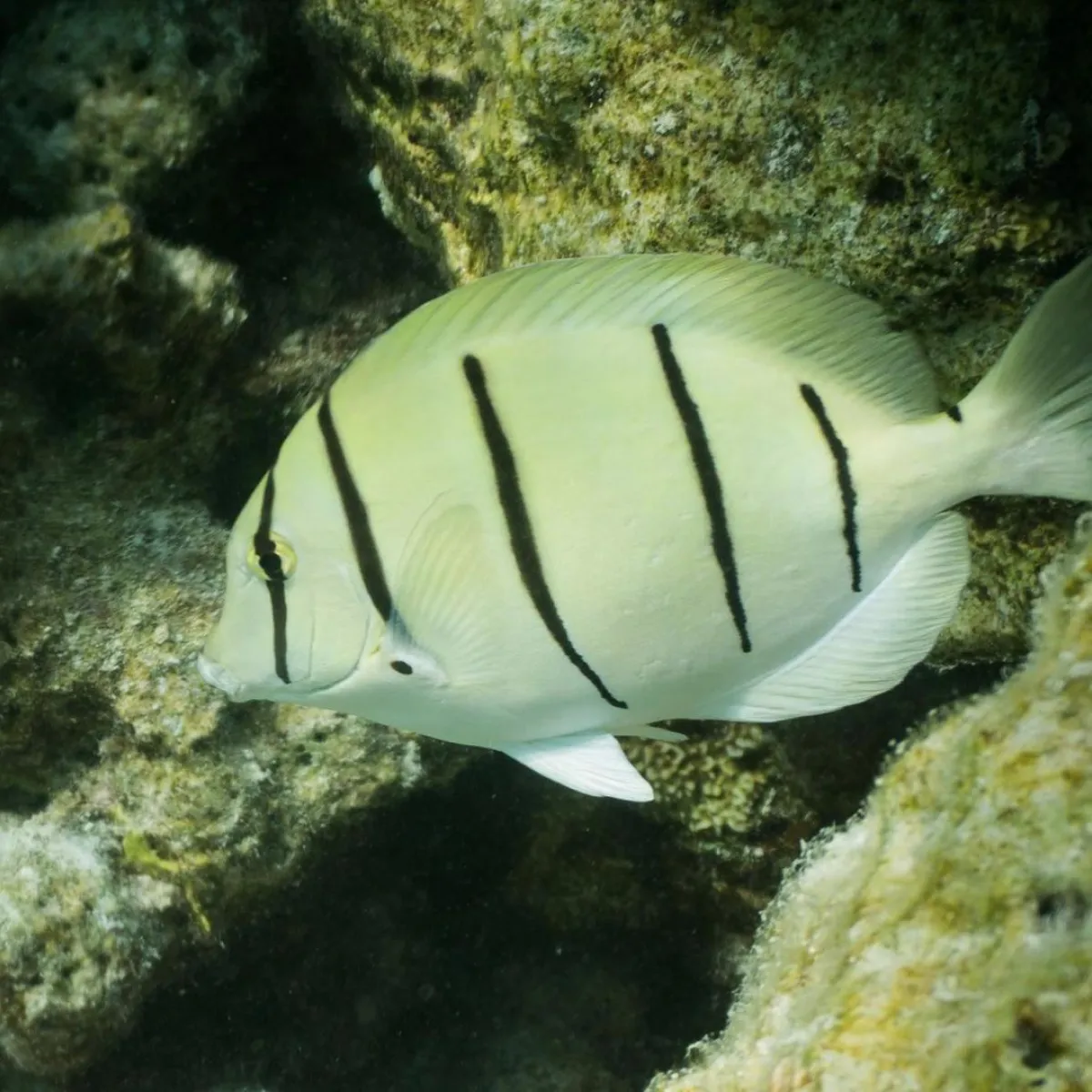 Convict surgeon fish are commonly observed in coral rich areas
