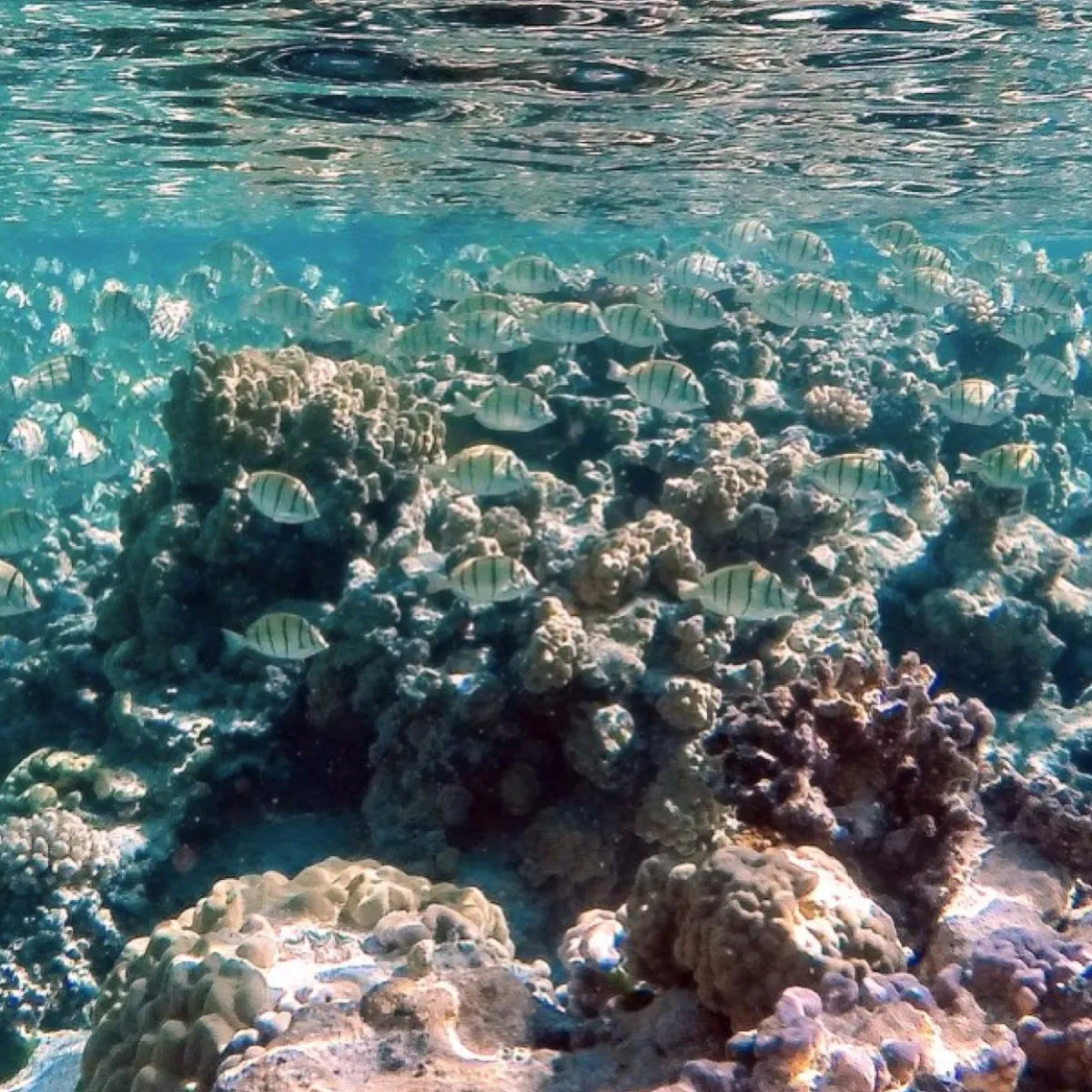 They can form large schools